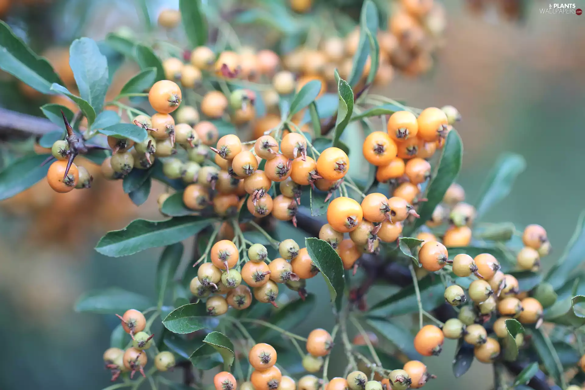 Scarlet firethorn, Fruits, Bush, Orange