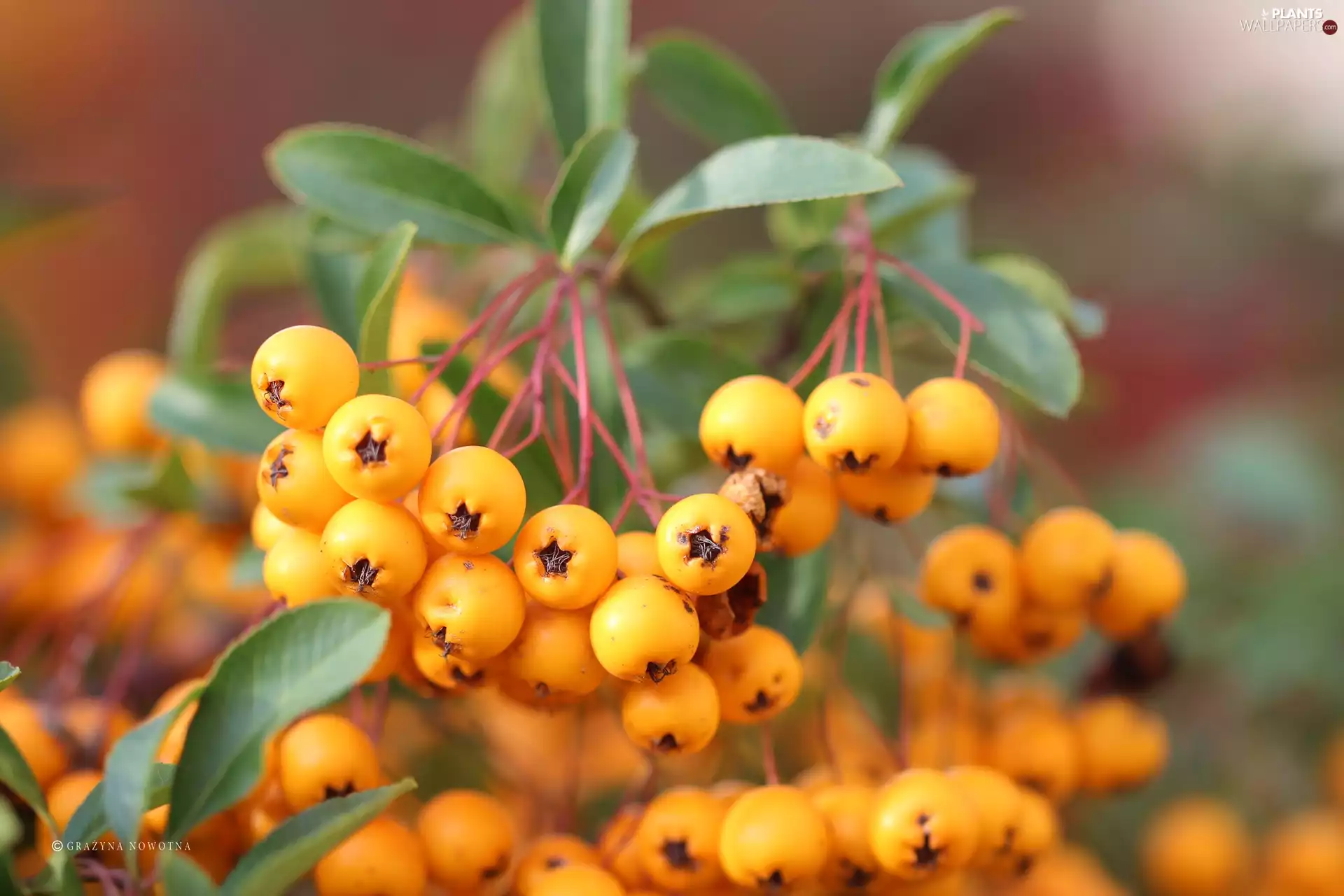 Scarlet firethorn, Fruits, Bush, Yellow