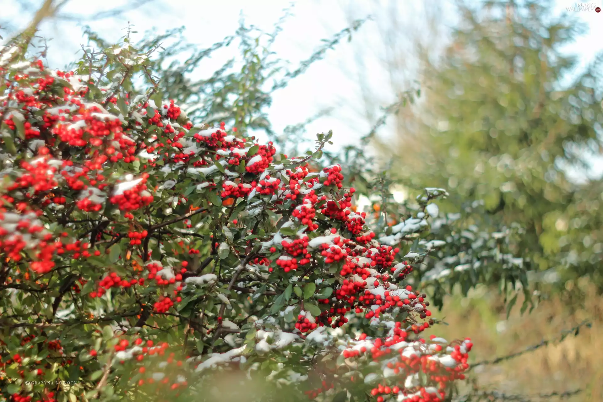 Scarlet firethorn, Red, Fruits, Bush
