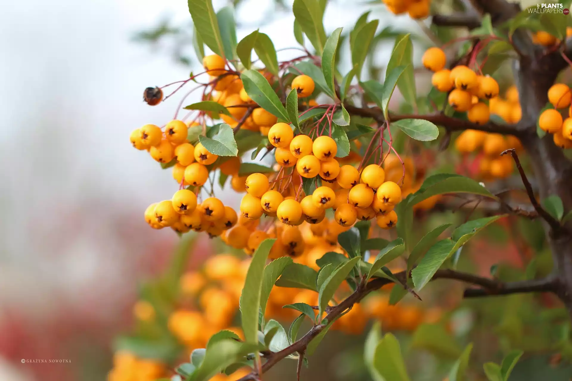 Scarlet firethorn, Yellow, Fruits, Bush