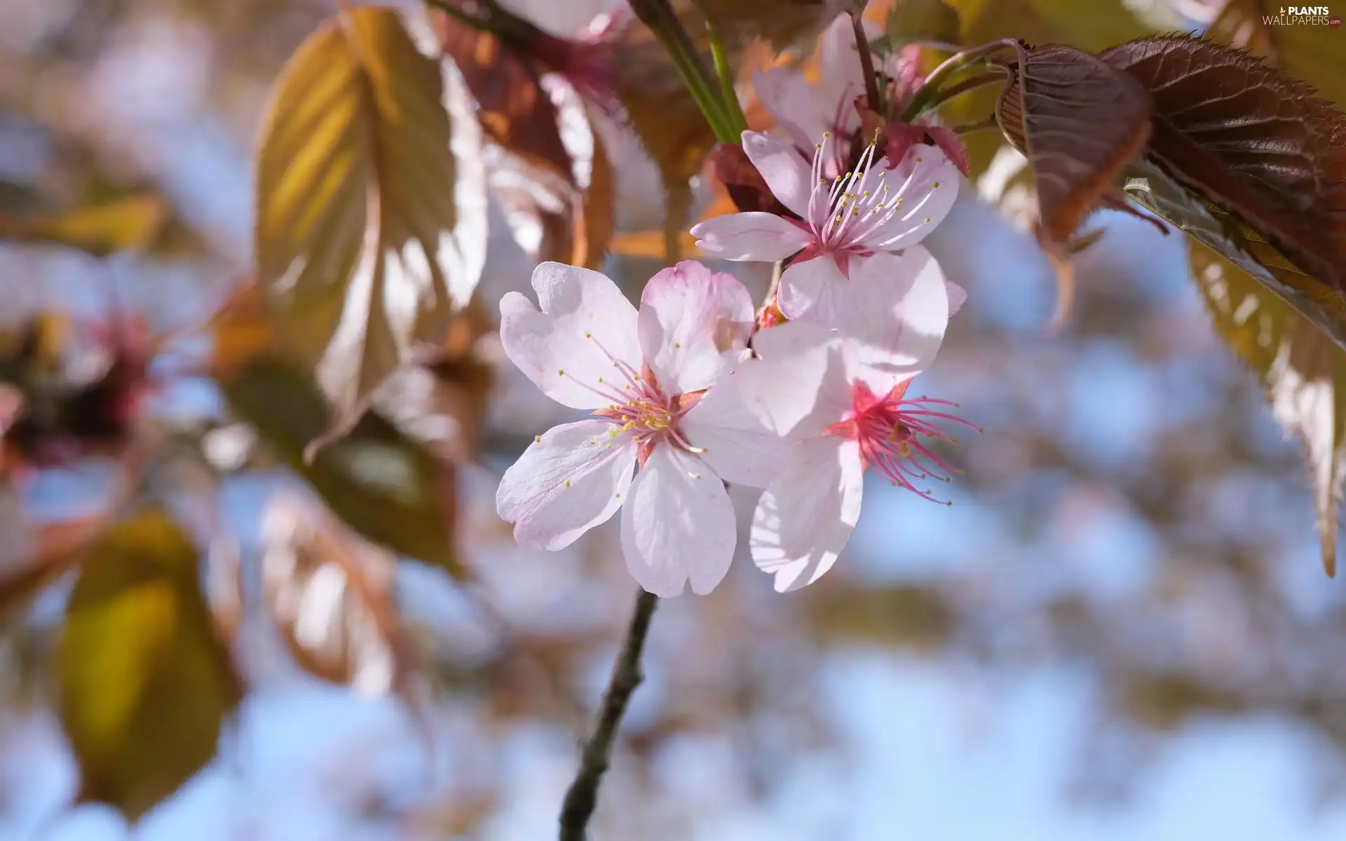 branch pics, blur, flakes, Flowers, Fruit Tree