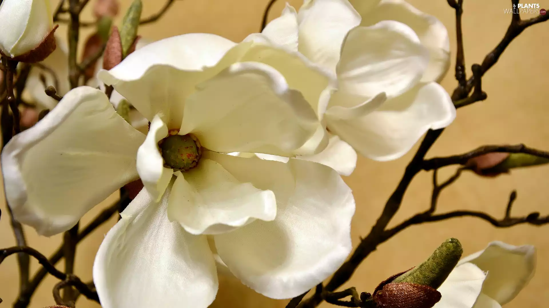 twig, Magnolia, White, flakes, Colourfull Flowers