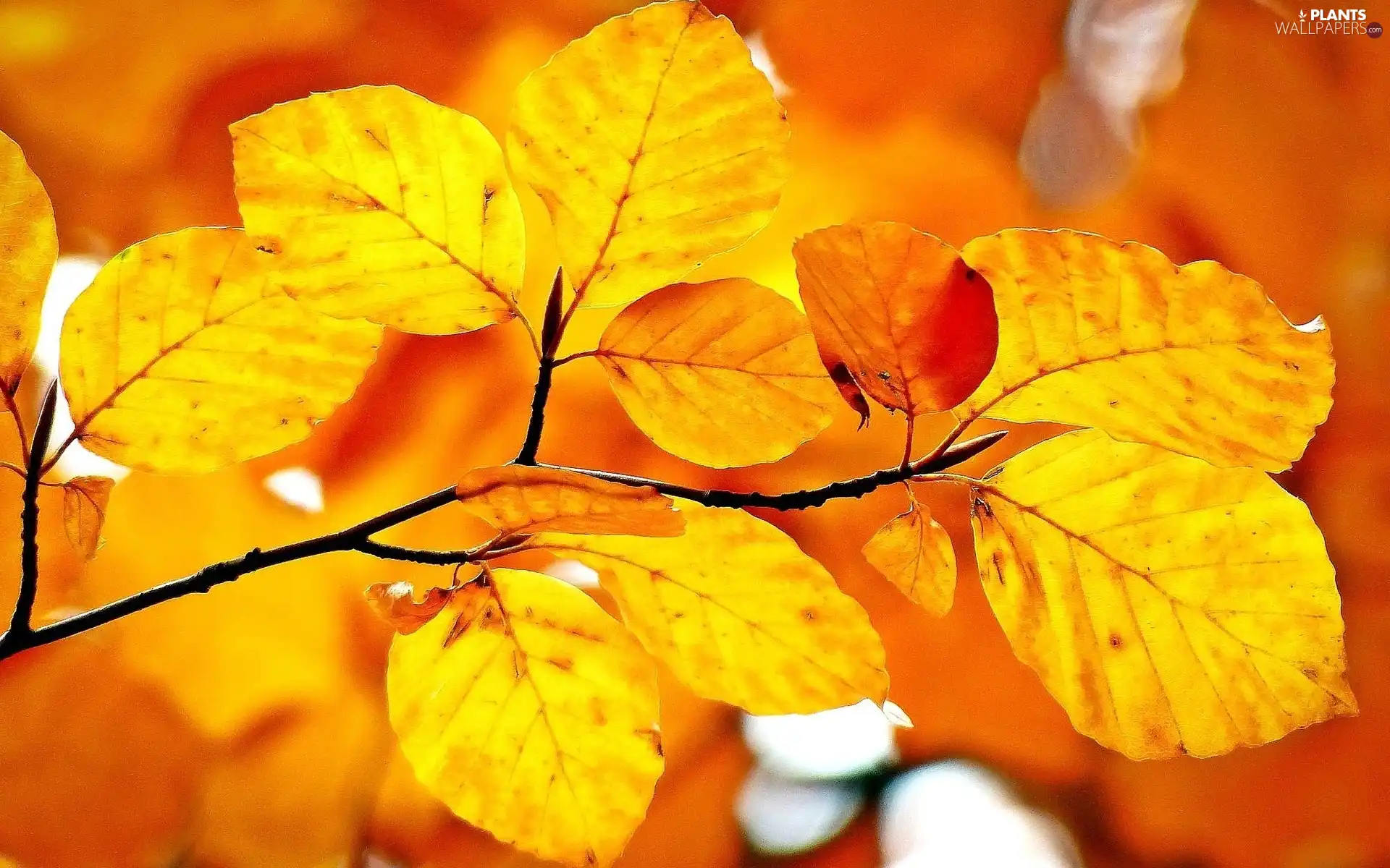 sun, Leaf, luminosity, ligh, branch, flash, autumn