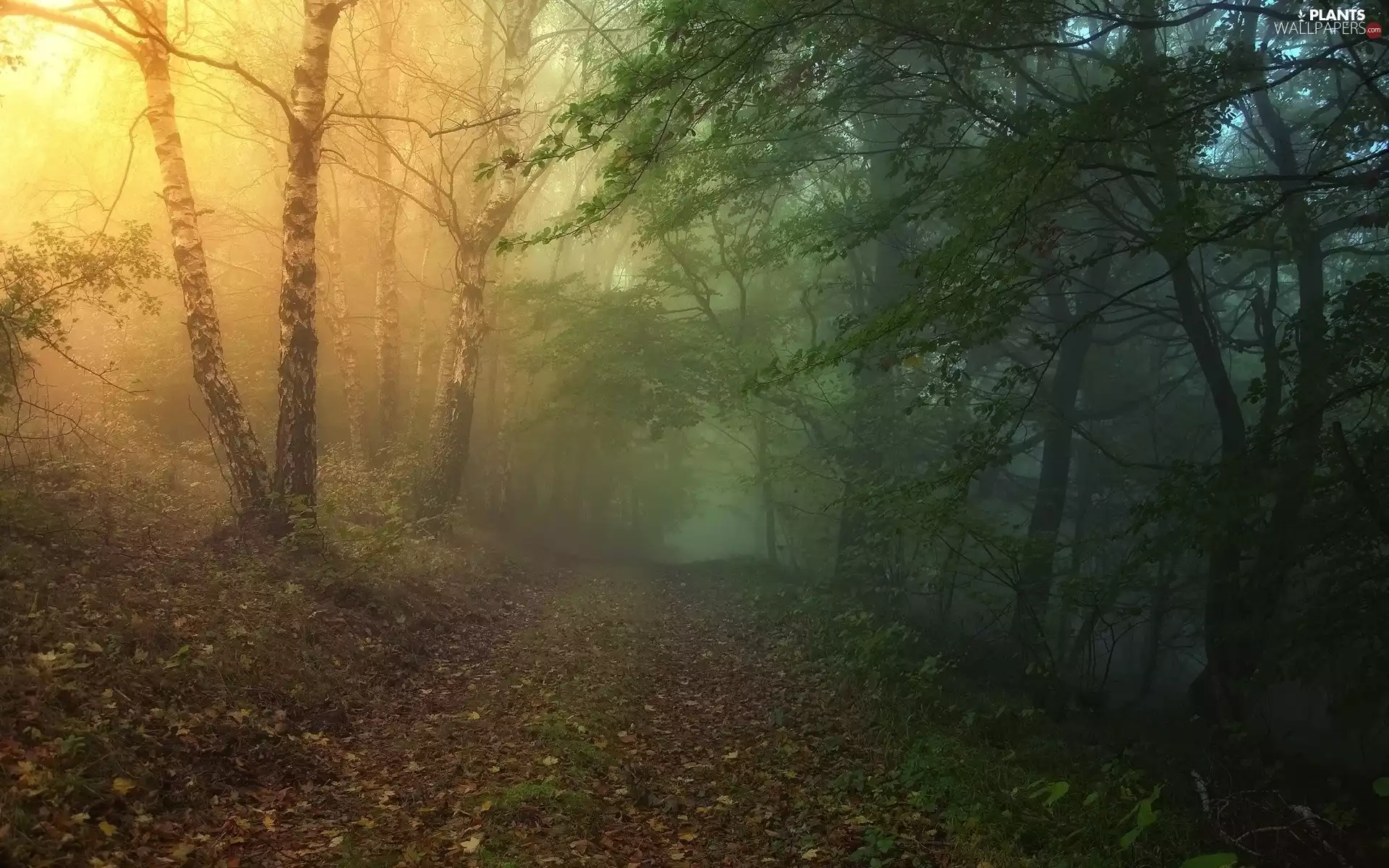 Leaf, ligh, autumn, sun, luminosity, Fog, forest, flash