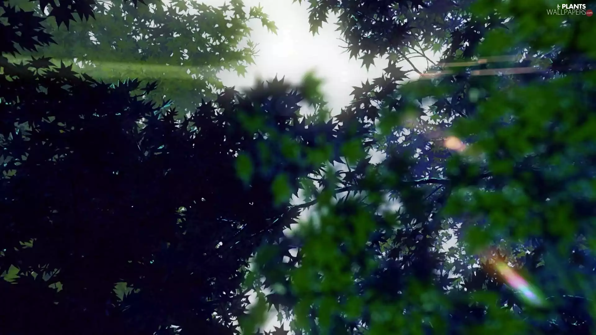 Przebijające, ligh, blur, sun, luminosity, viewes, trees, flash