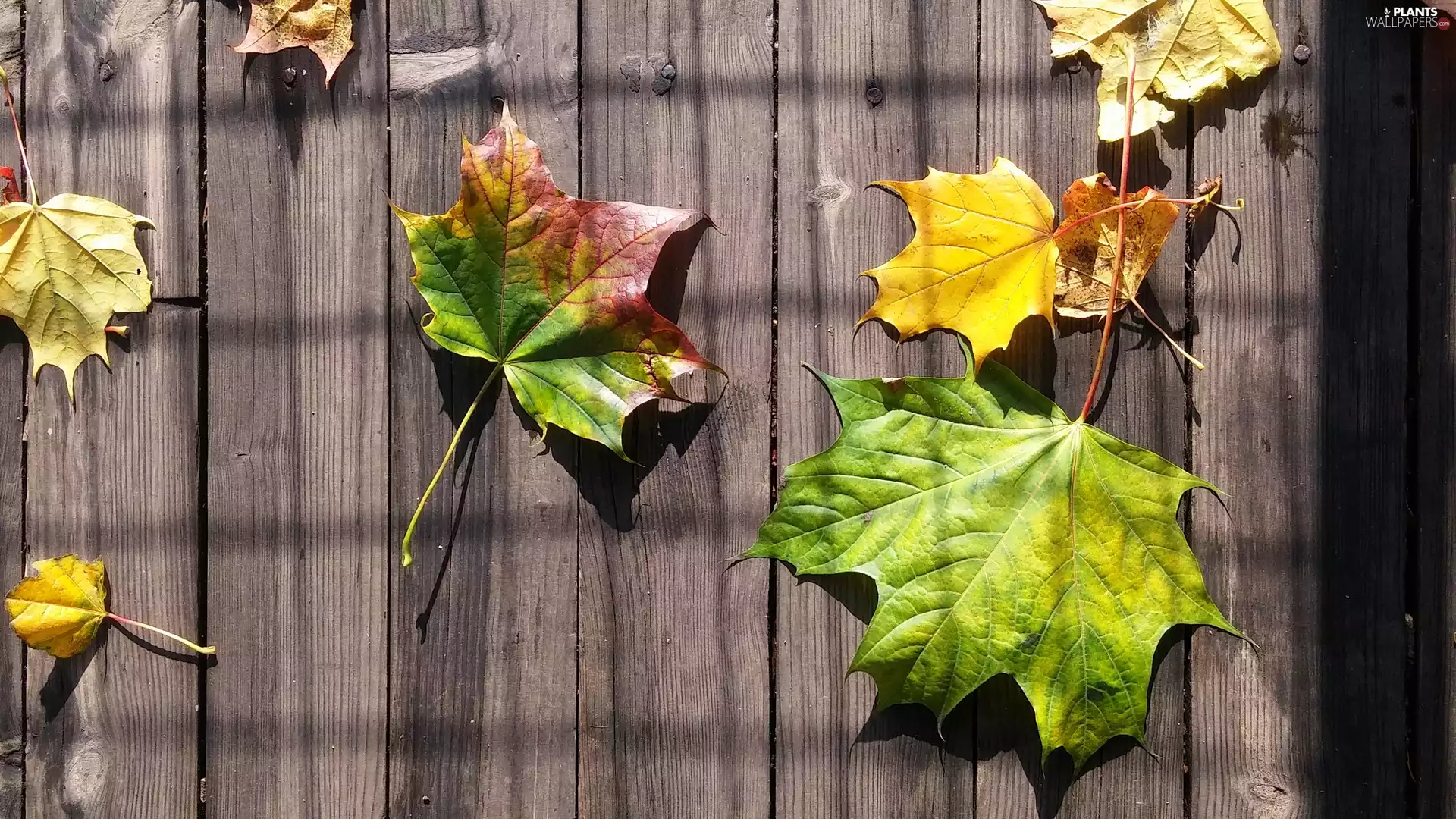 maple, ligh, boarding, sun, luminosity, Leaf, Autumn, flash