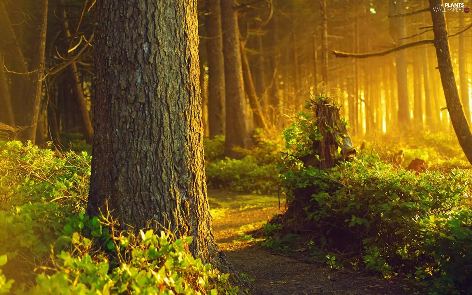 Przebijające, ligh, Bush, sun, luminosity, Path, forest, flash