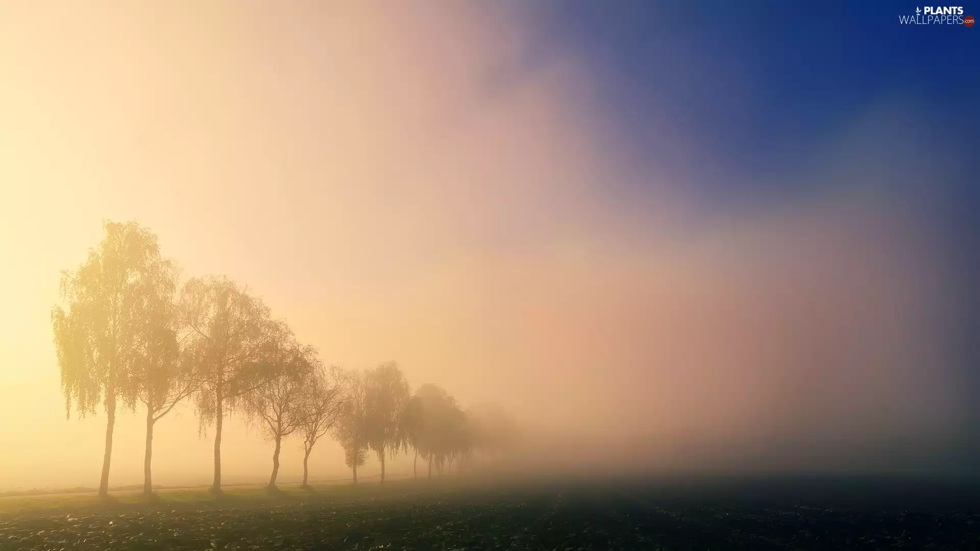 viewes, ligh, Fog, sun, luminosity, trees, Field, flash