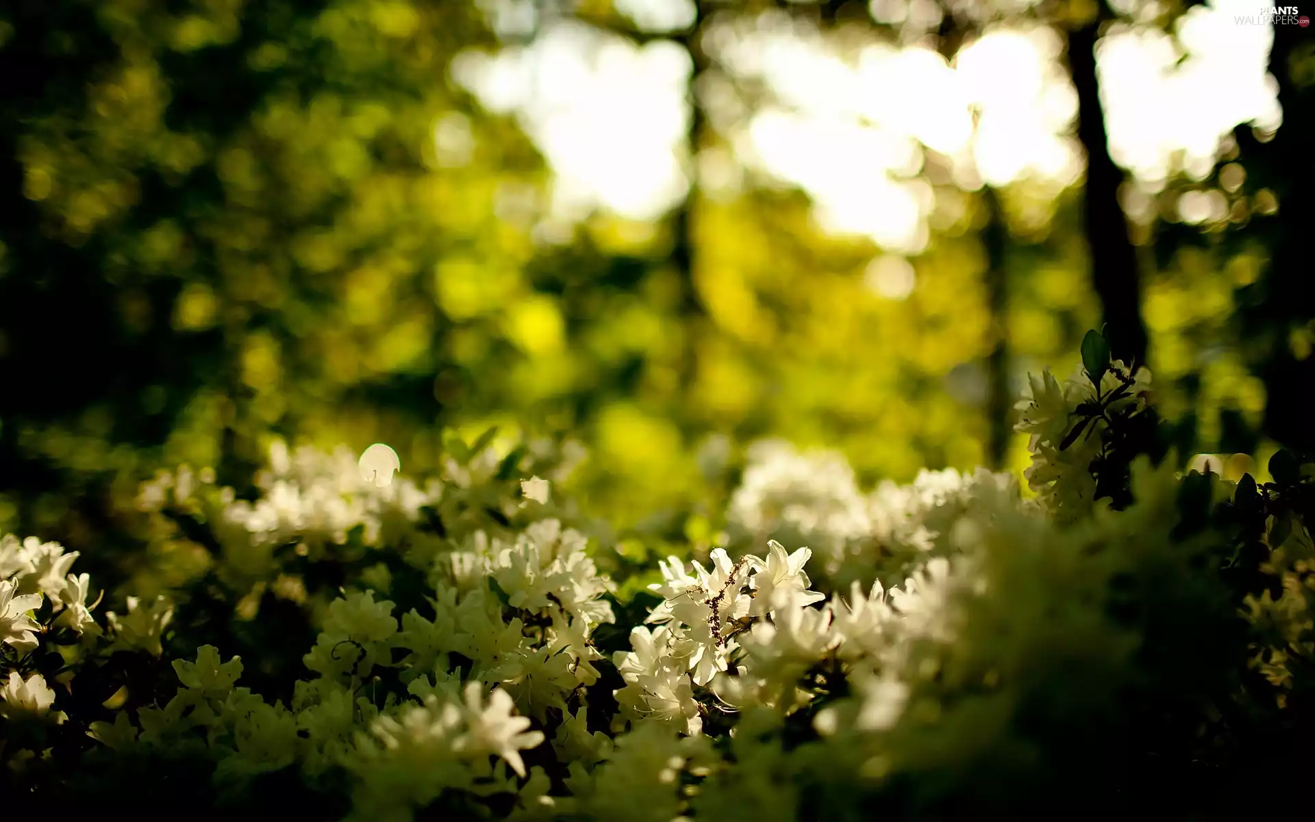 flash, viewes, Bush, shadow, ligh, trees, flower, blur, luminosity, sun