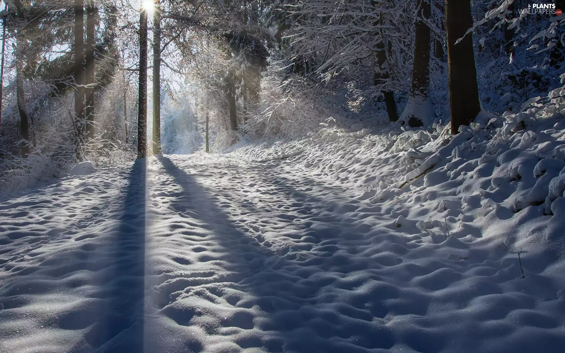 flash, snow, viewes, sunny, ligh, winter, trees, shadows, luminosity, sun