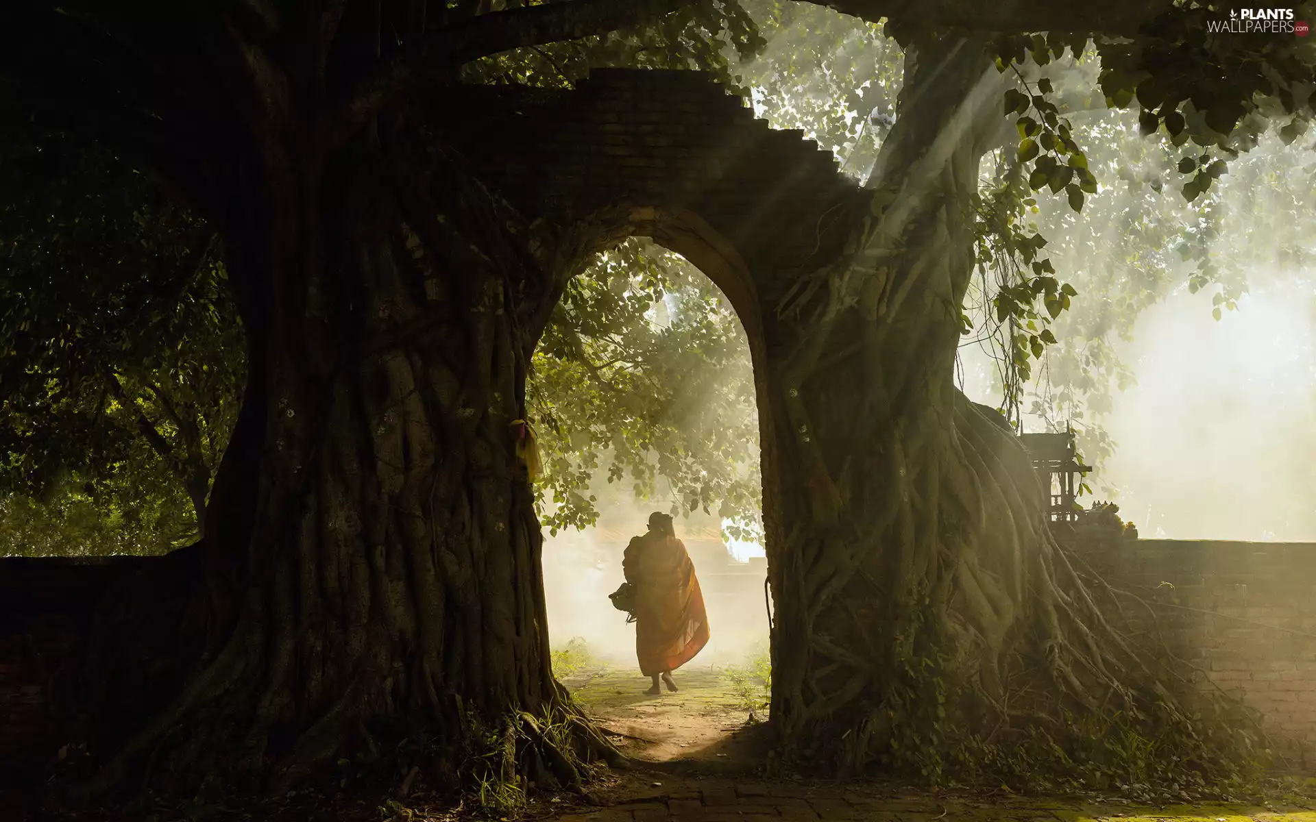 flash, viewes, wall, monk, ligh, trees, stone, Human, luminosity, sun