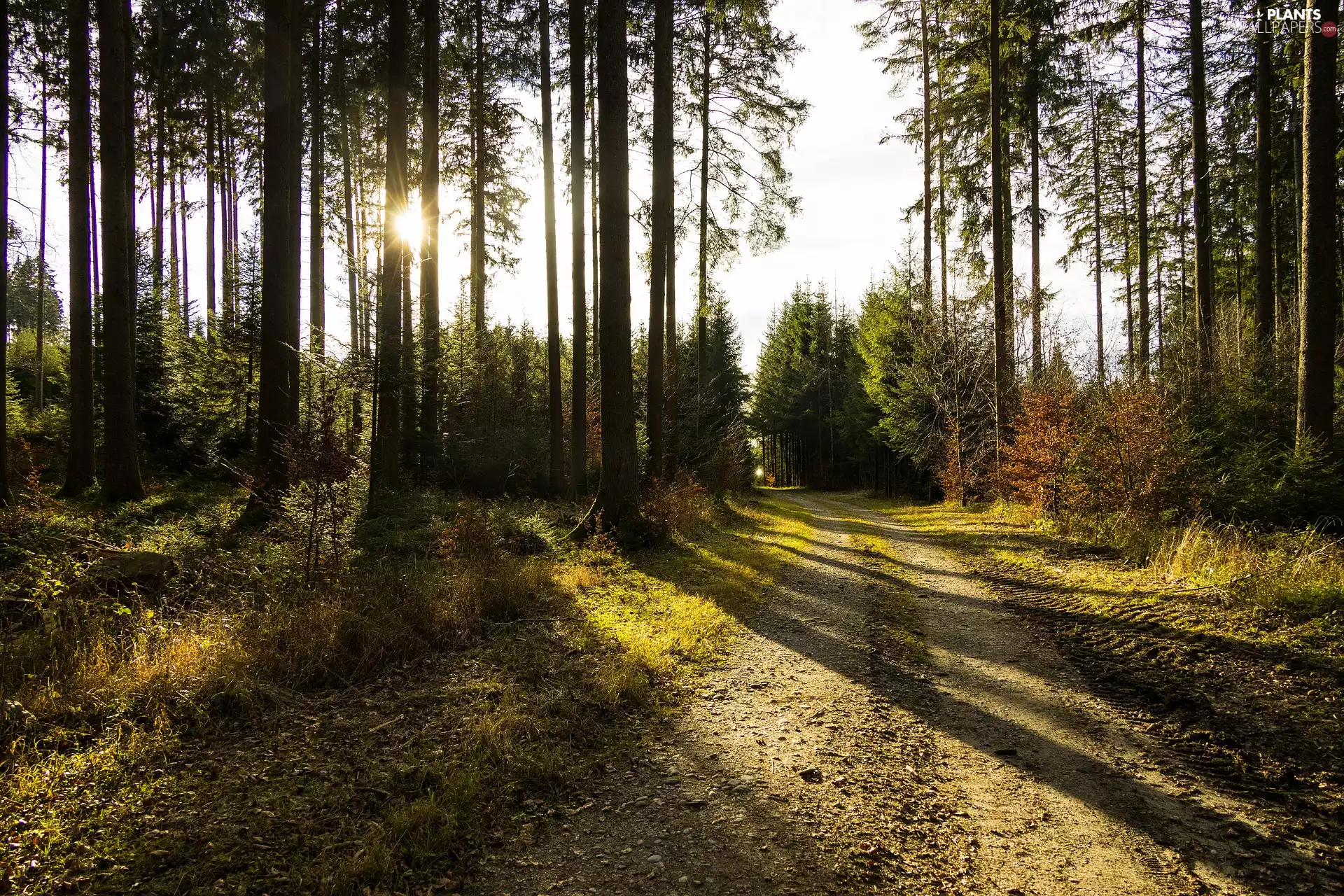 flash, trees, Way, sun, ligh, forest, viewes, shadows, luminosity, sun