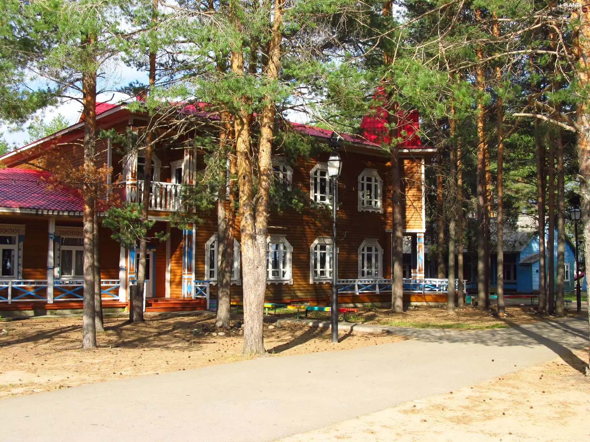 Houses, ligh, shadows, sun, luminosity, pine, forest, flash