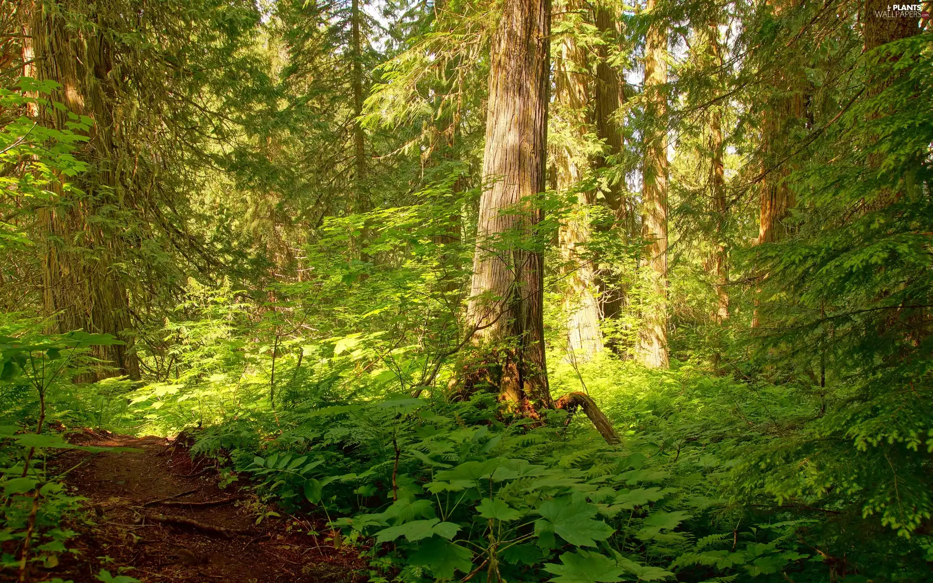 Przebijające, ligh, Spring, sun, luminosity, Path, forest, flash