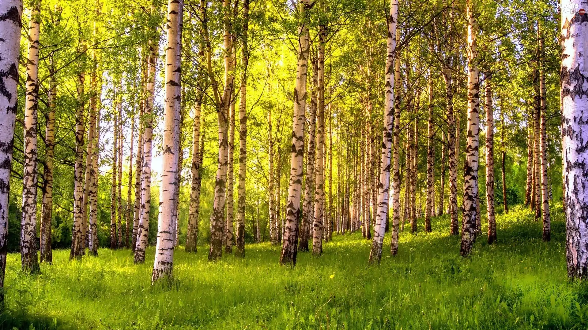 Przebijające, ligh, Spring, sun, luminosity, birch, forest, flash