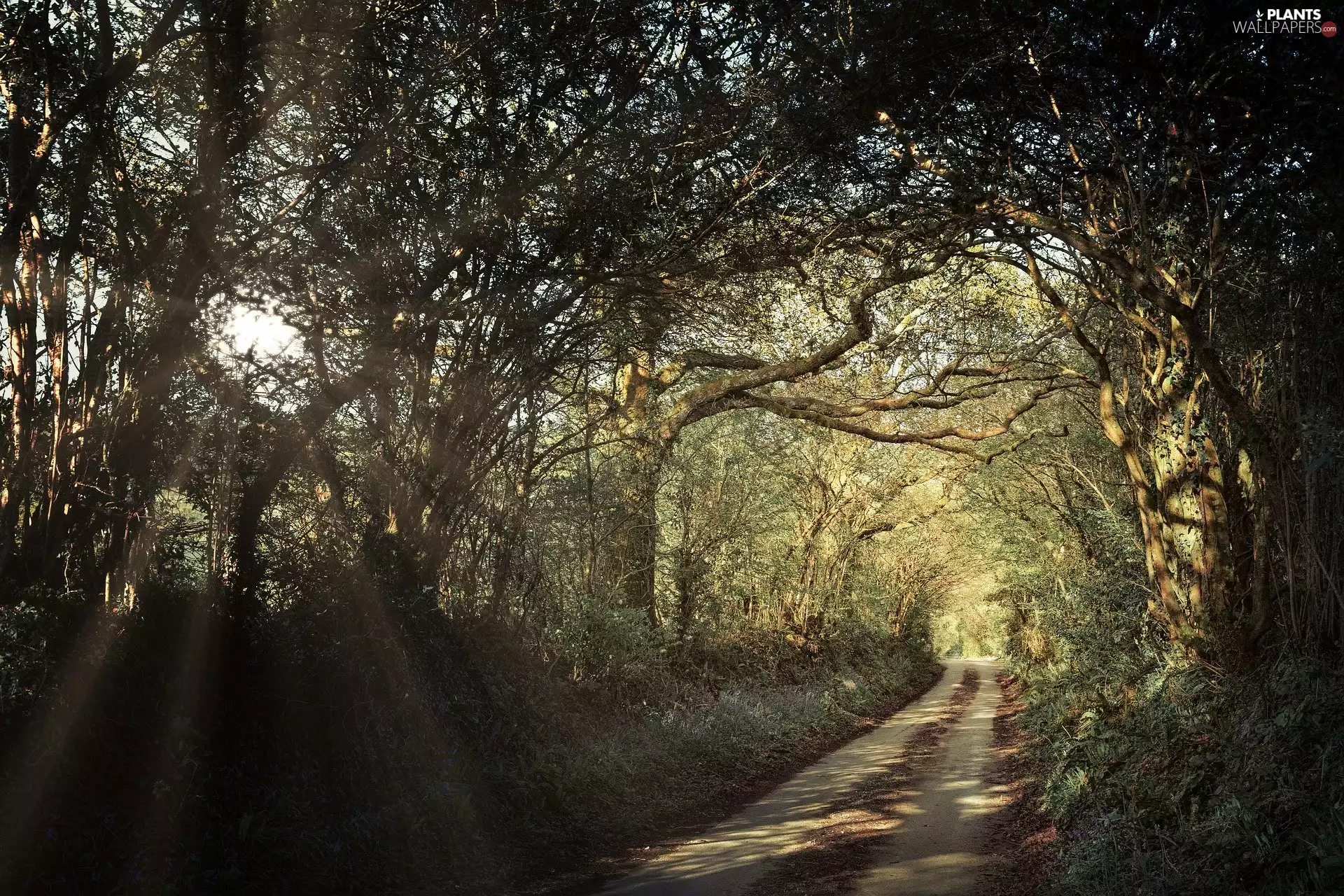 viewes, ligh, sunny, sun, luminosity, trees, Way, flash