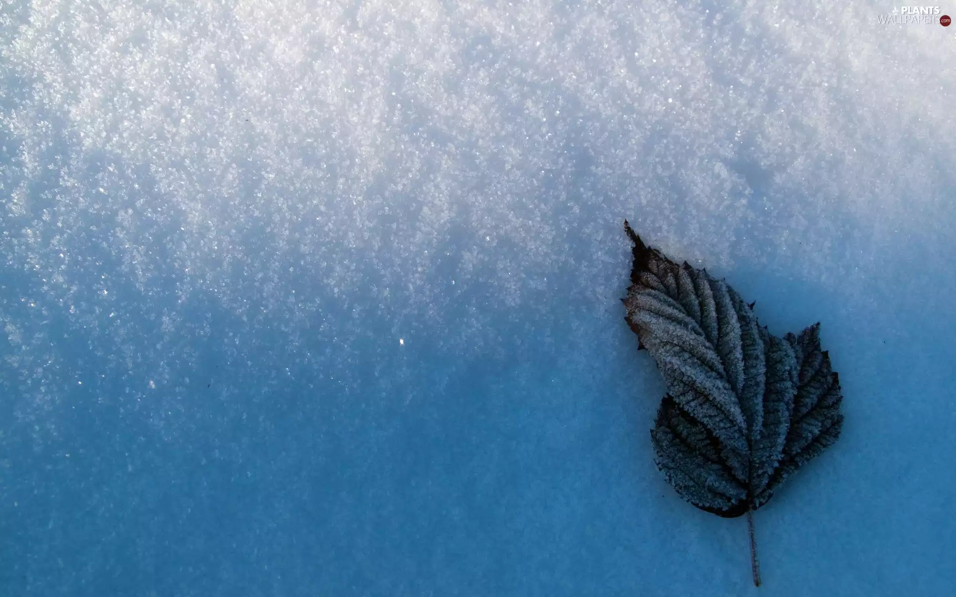 snow, ligh, winter, sun, luminosity, leaf, frostbitten, flash