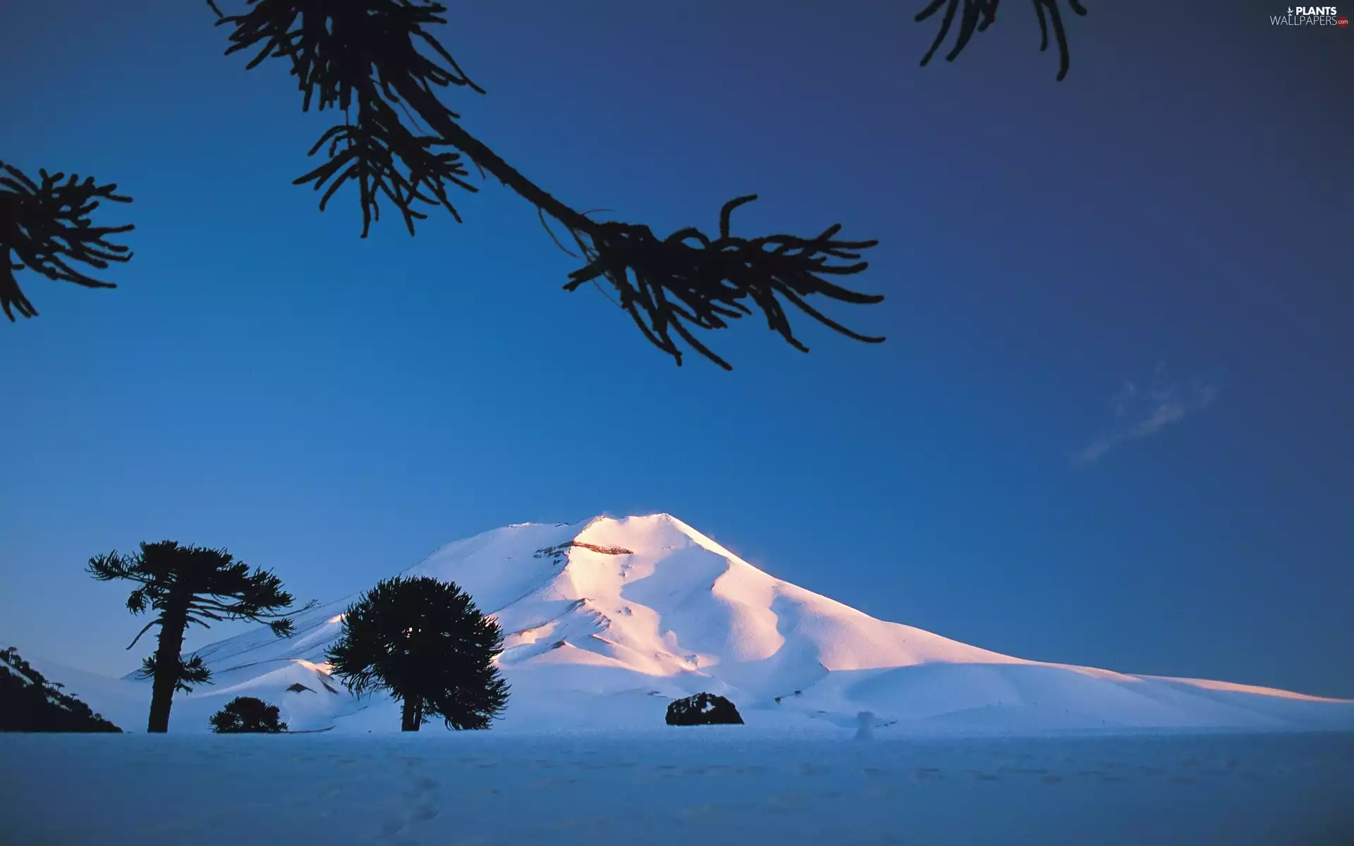 viewes, ligh, winter, sun, luminosity, trees, Mountains, flash
