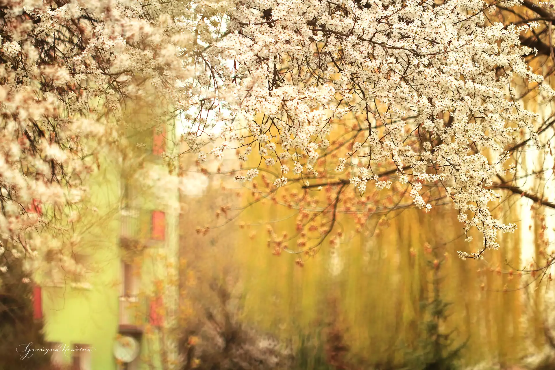 fruit, Flats, trees, viewes, flourishing