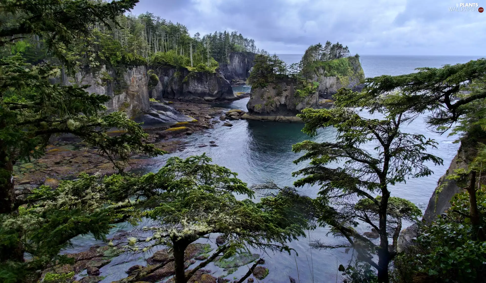Washington State, The United States, Olympic Peninsula, Cape Flattery, trees, viewes, sea, coast, rocks