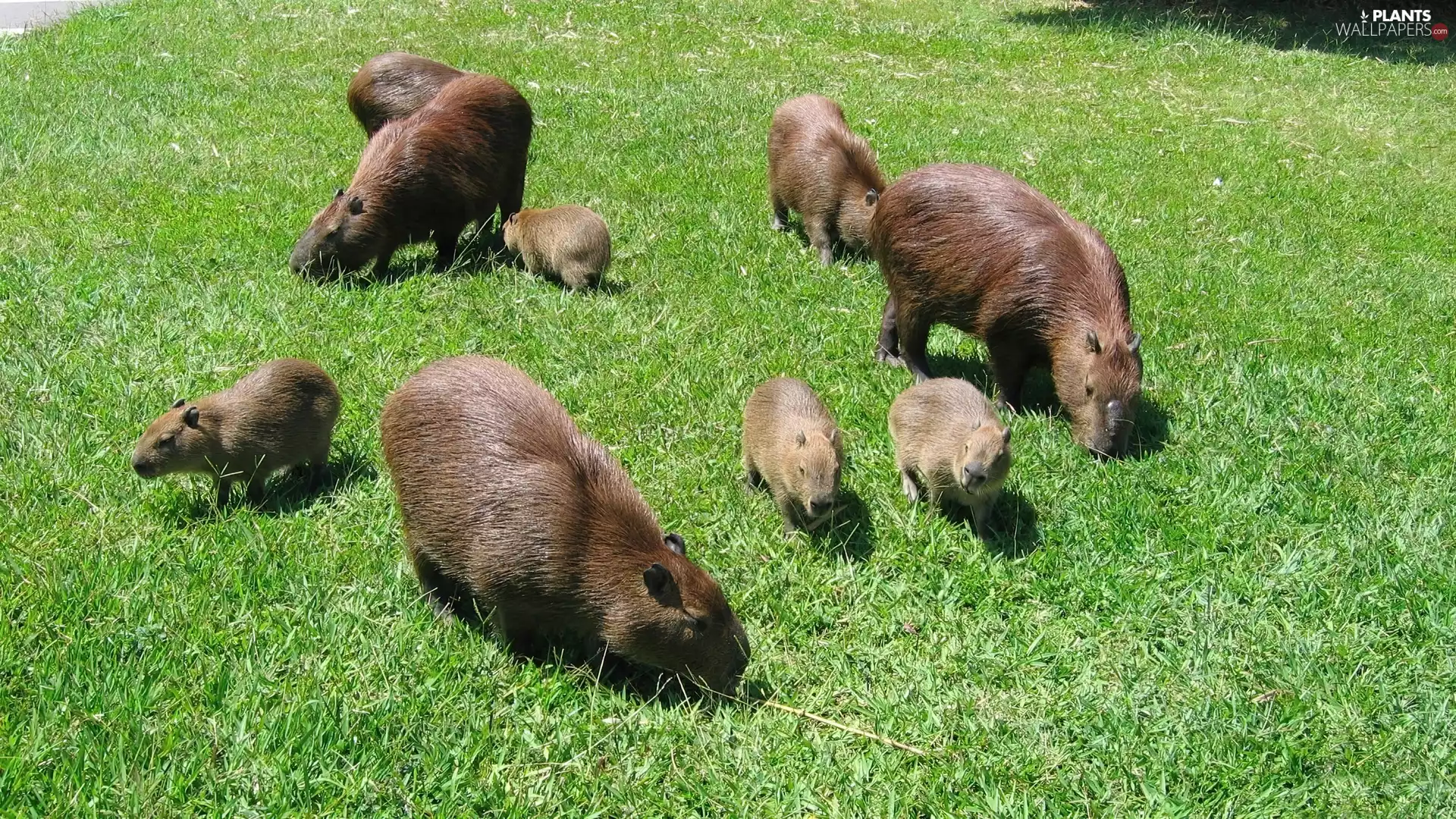 flock, capybara
