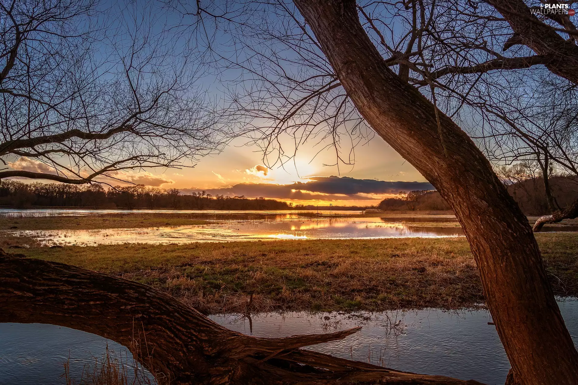 flood, River Elbe, viewes, pool, Great Sunsets, trees, Germany