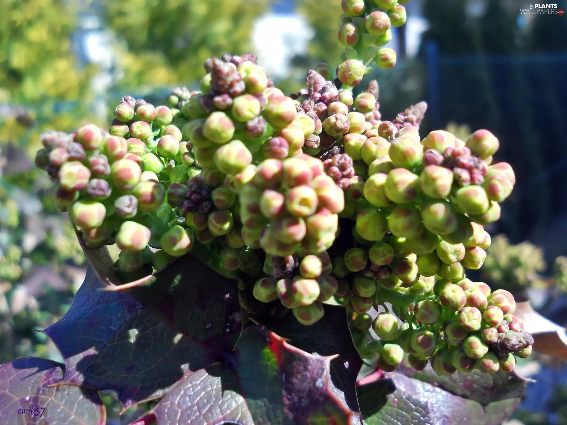 Floral, holly, donuts