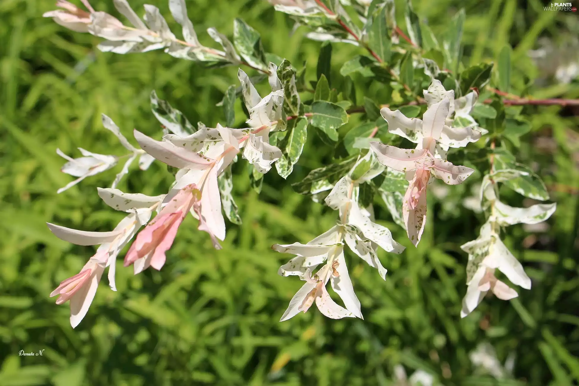 twig, Florescence, Japanese, Hakuro, Willow