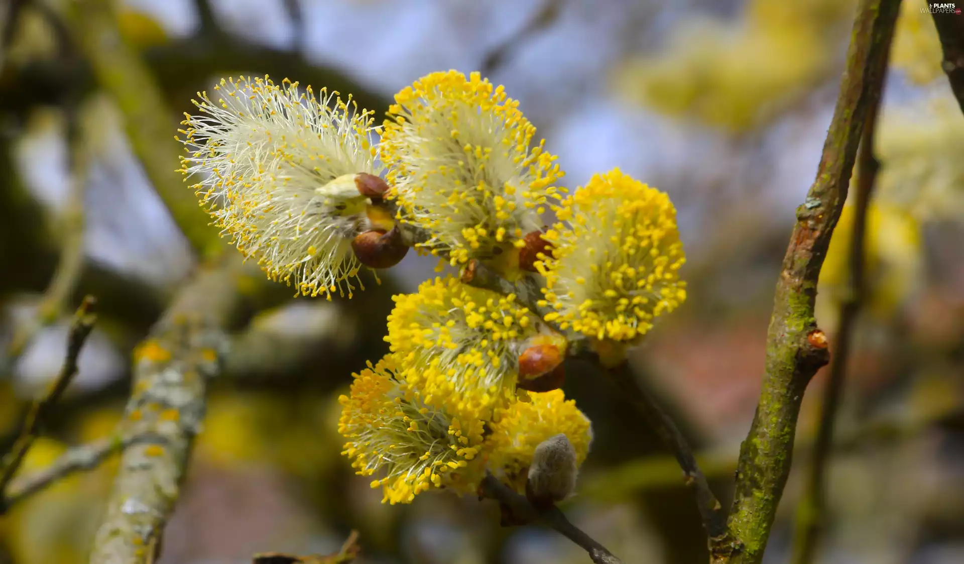 Florescence, database, Willow