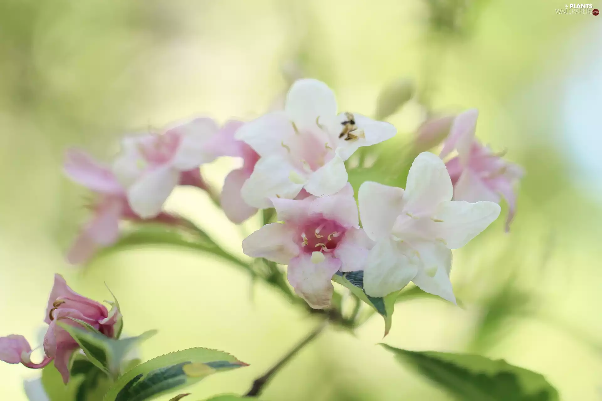 Pink, Flowers, Weigela Florida, Bush, Weigela