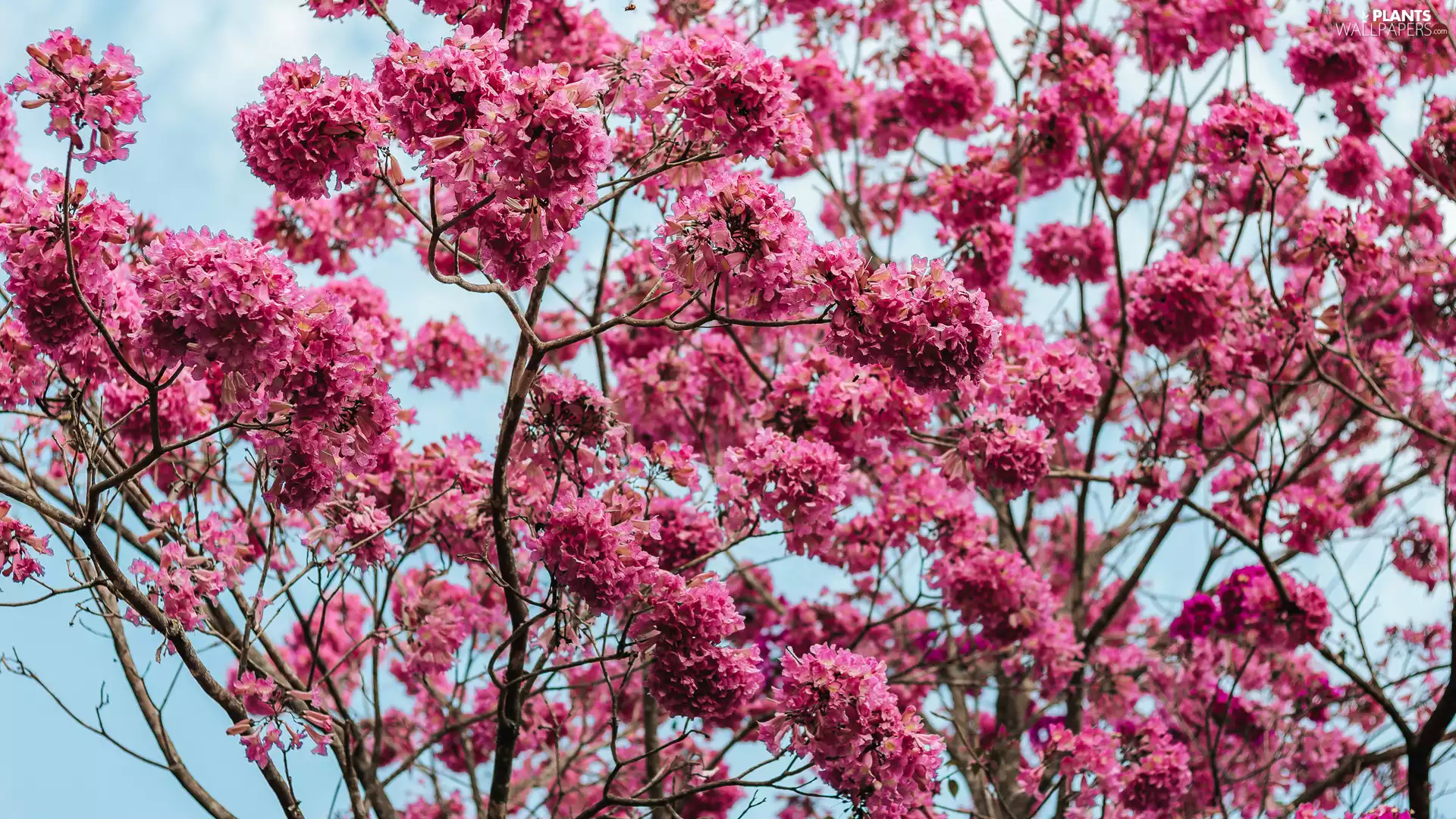 Twigs, Fruit Tree, Flourished