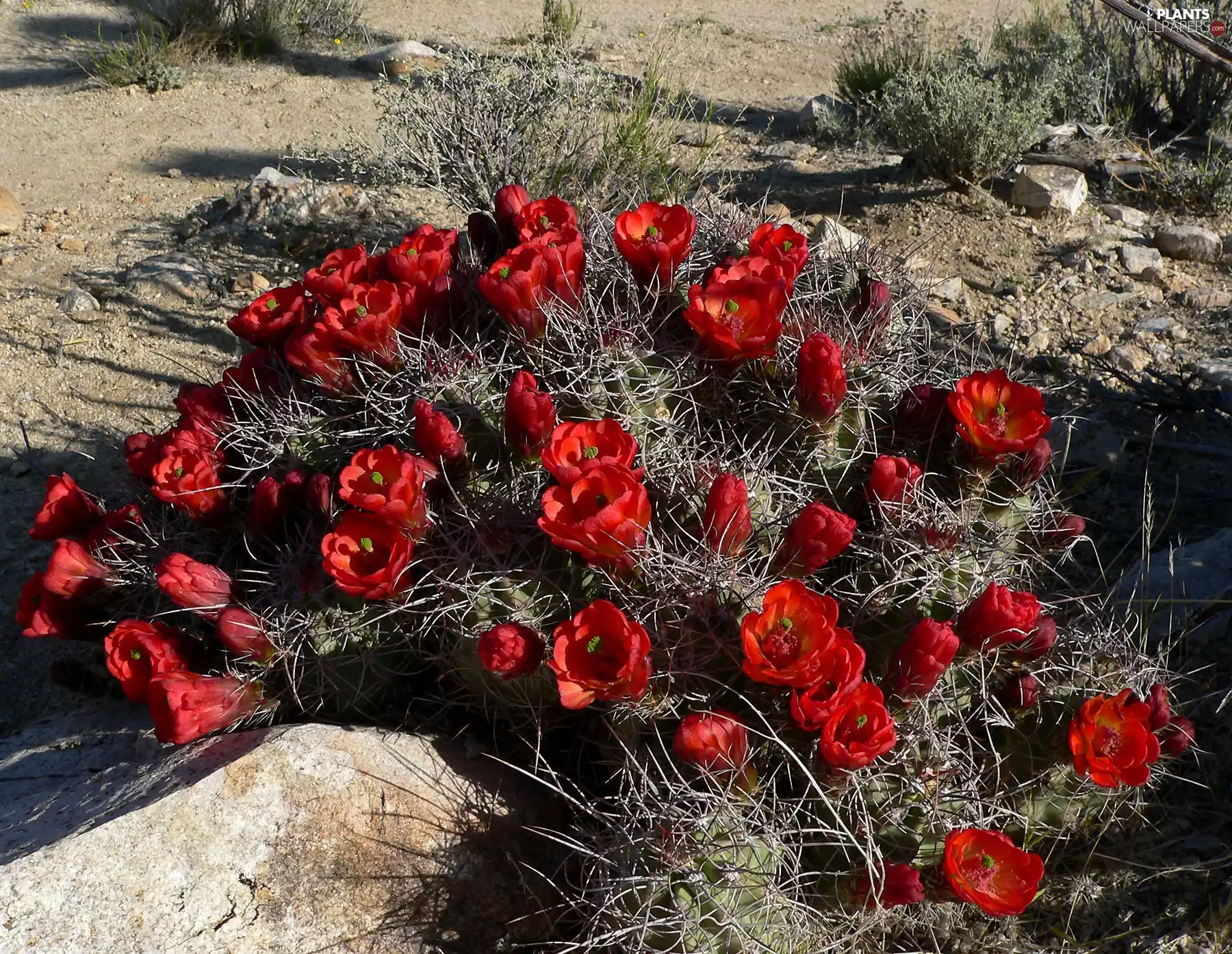 flourishing, Cactus