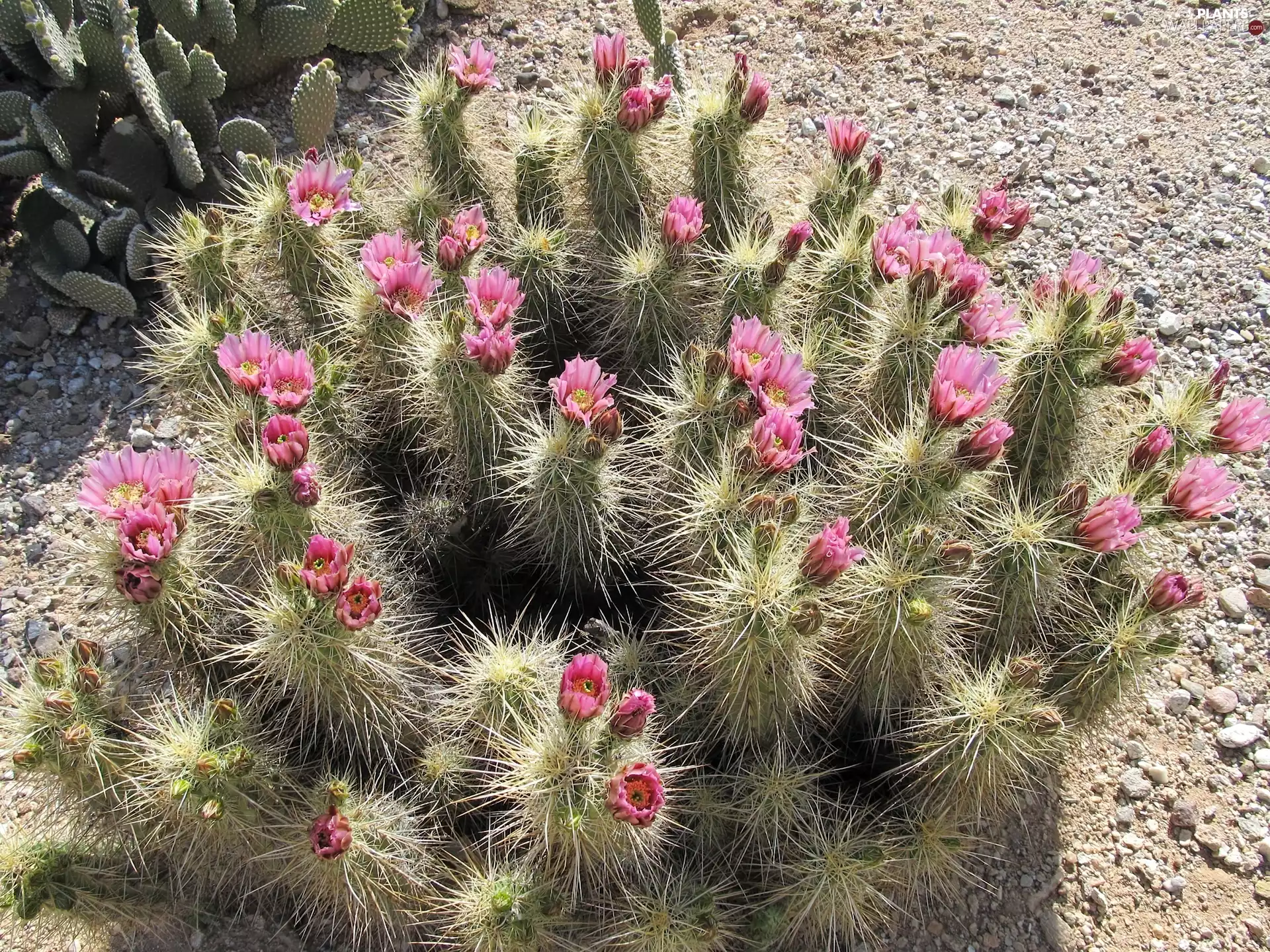 flourishing, Cactus