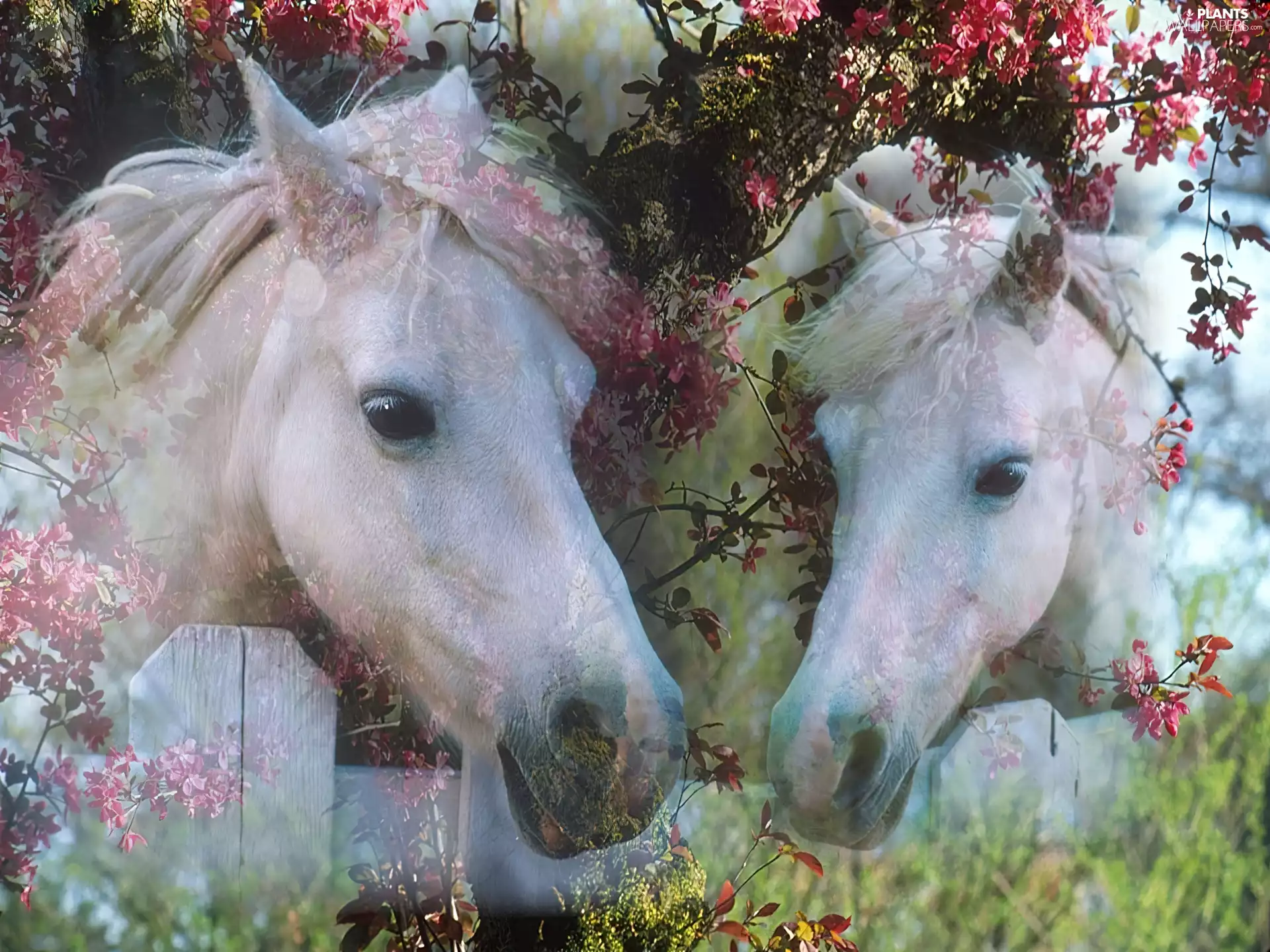 trees, viewes, bloodstock, flourishing, Two cars