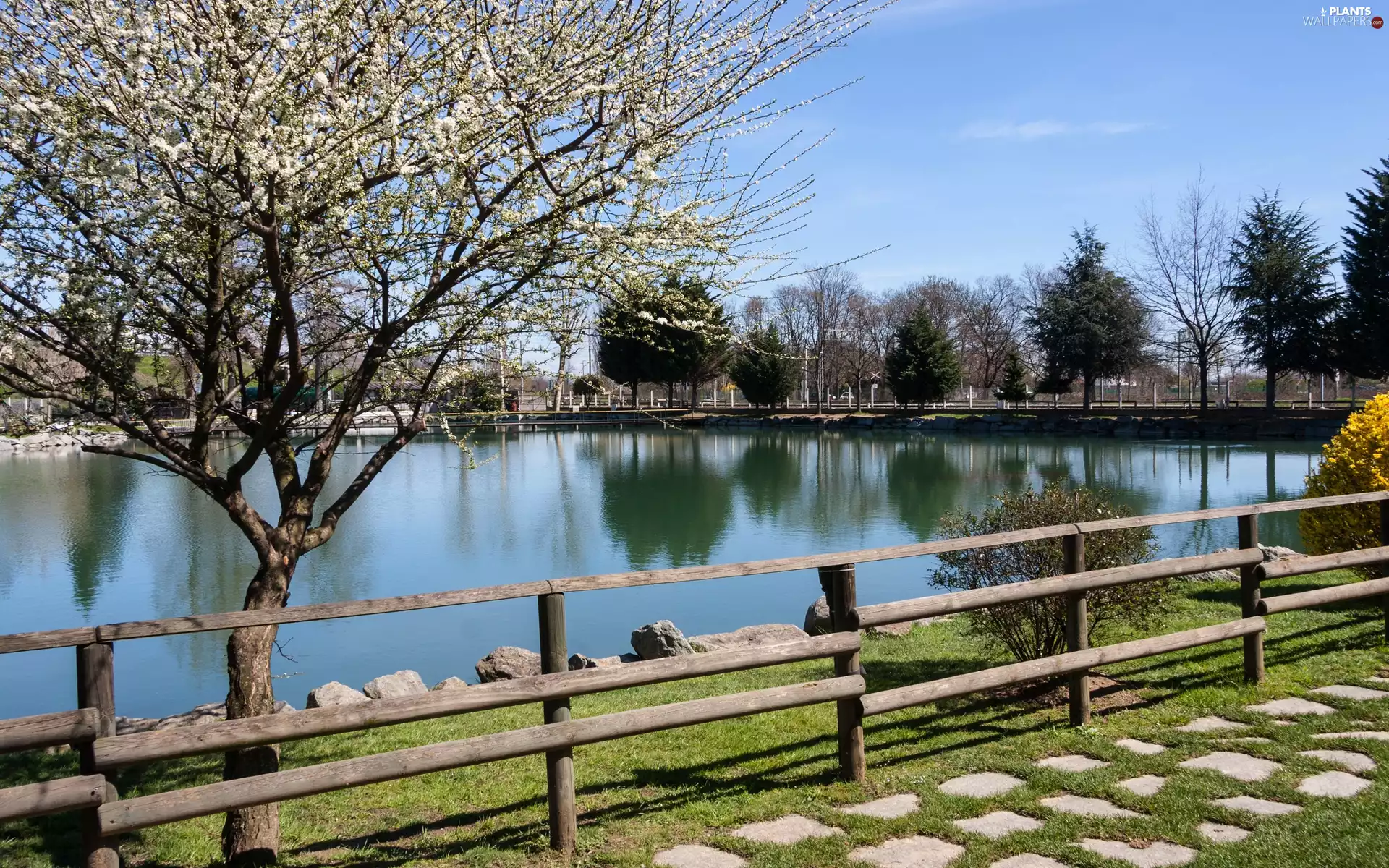 trees, lake, fence, flourishing, Spring, Bush, reflection