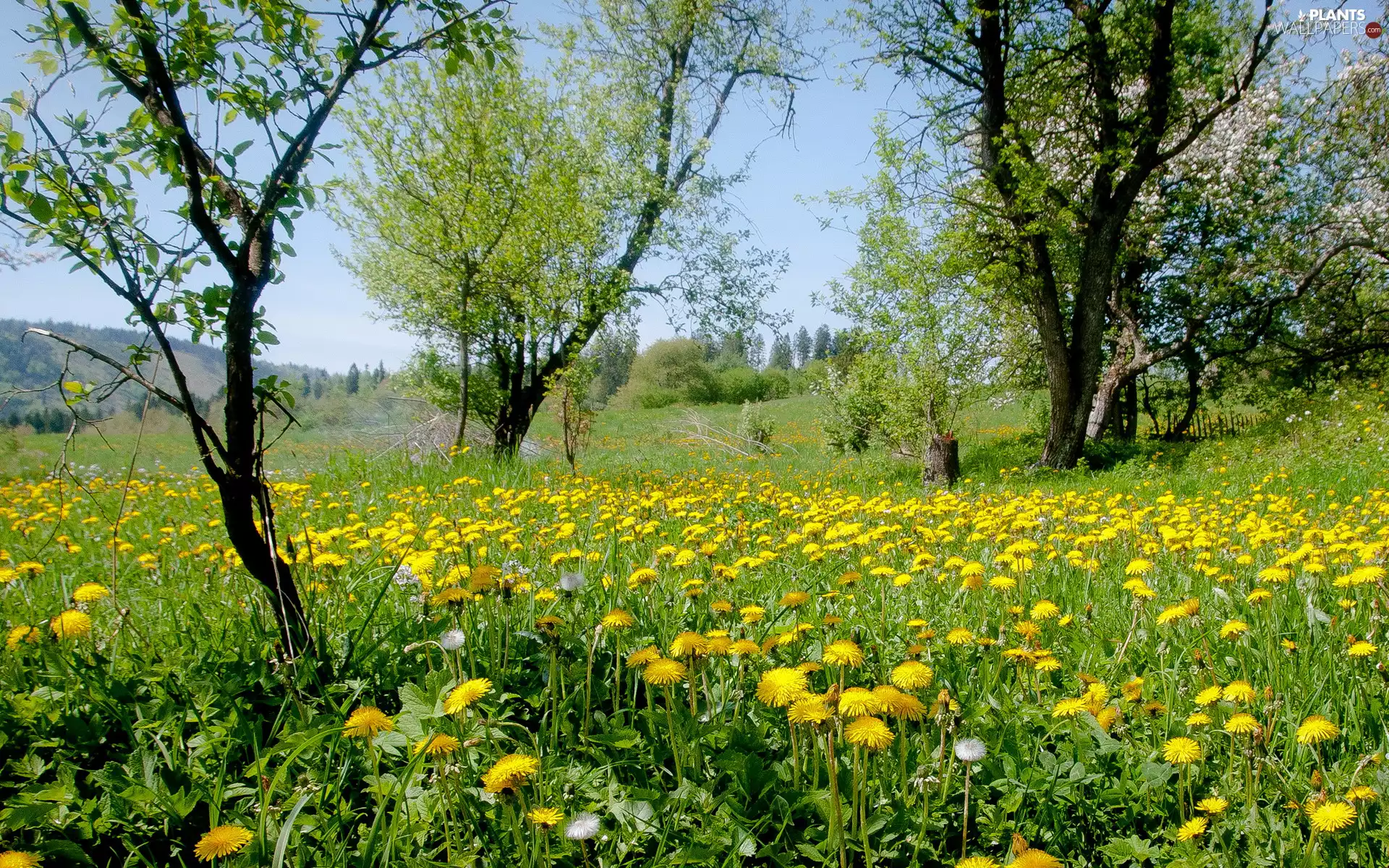 flourishing, Spring, trees, viewes, dandelions, grass, Flowers, nuns, Meadow