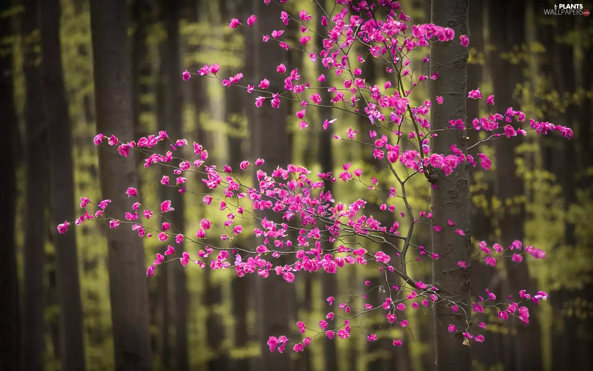 forest, trees, Spring, flourishing