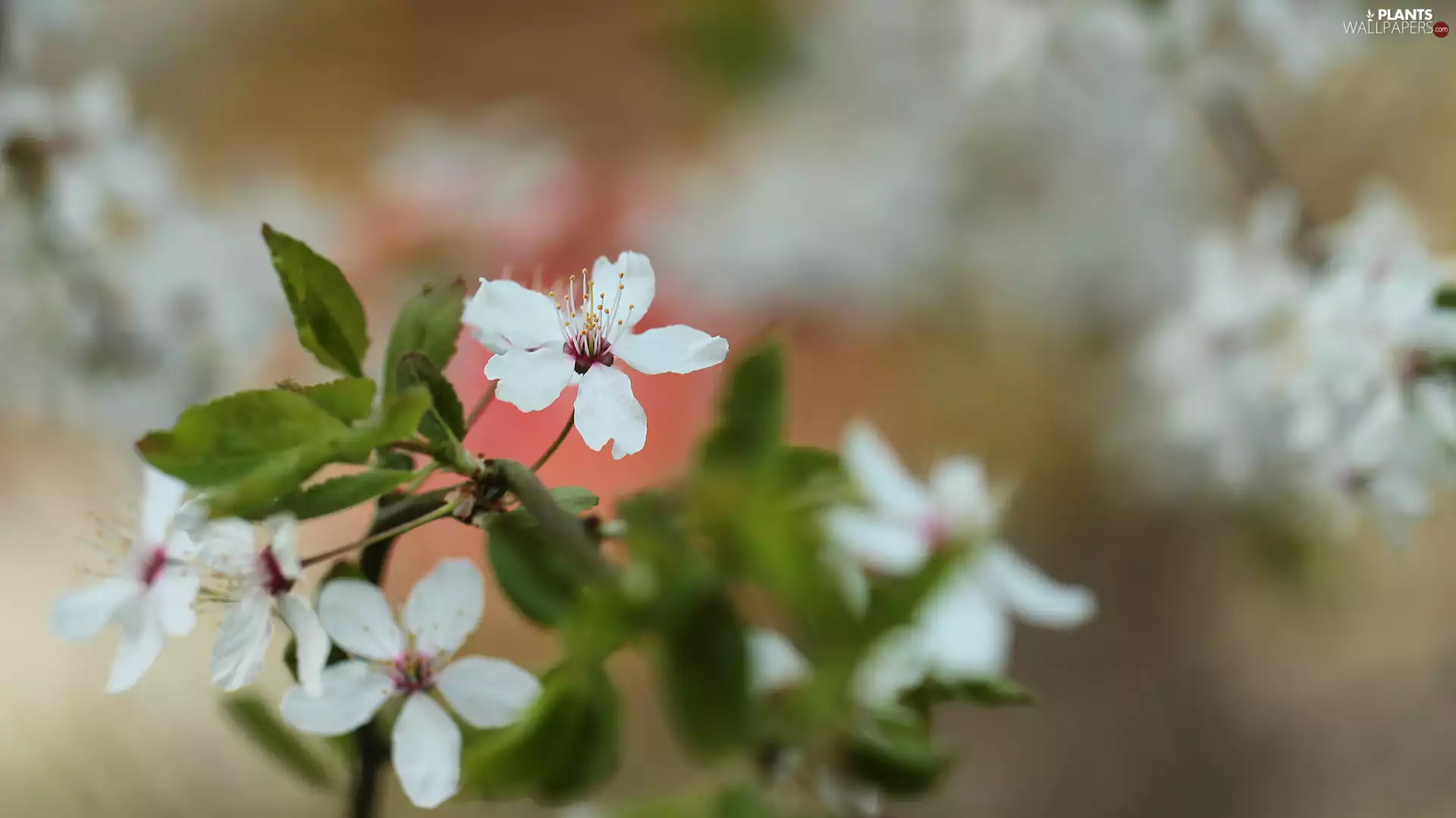 White, flourishing, Fruit Tree, Flowers