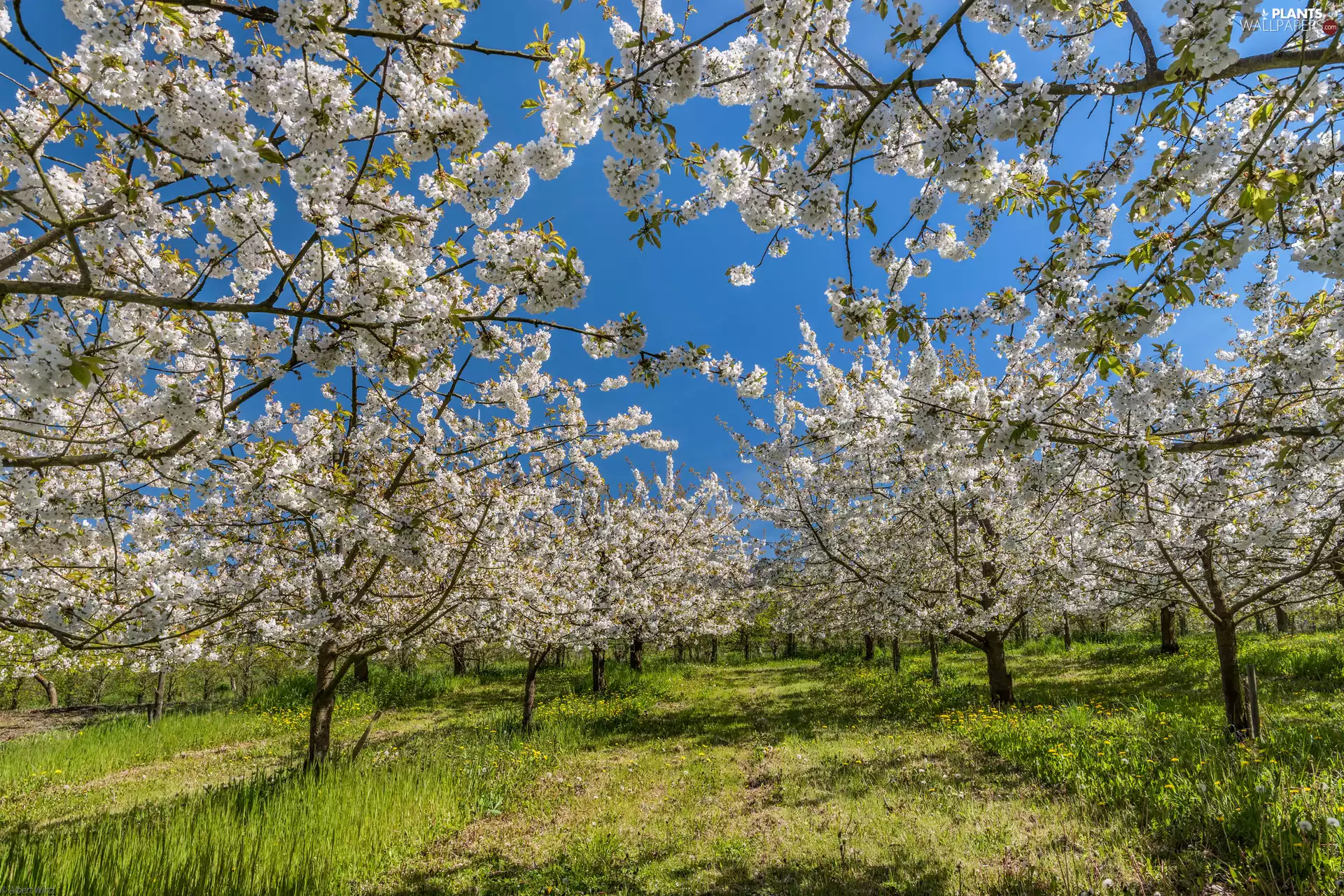 Spring, flourishing, Fruit Trees, orchard