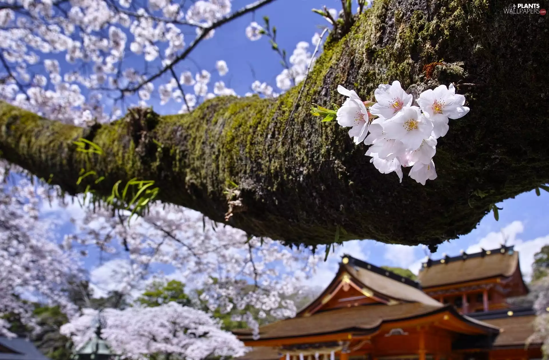 Fruit Tree, Spring, flourishing