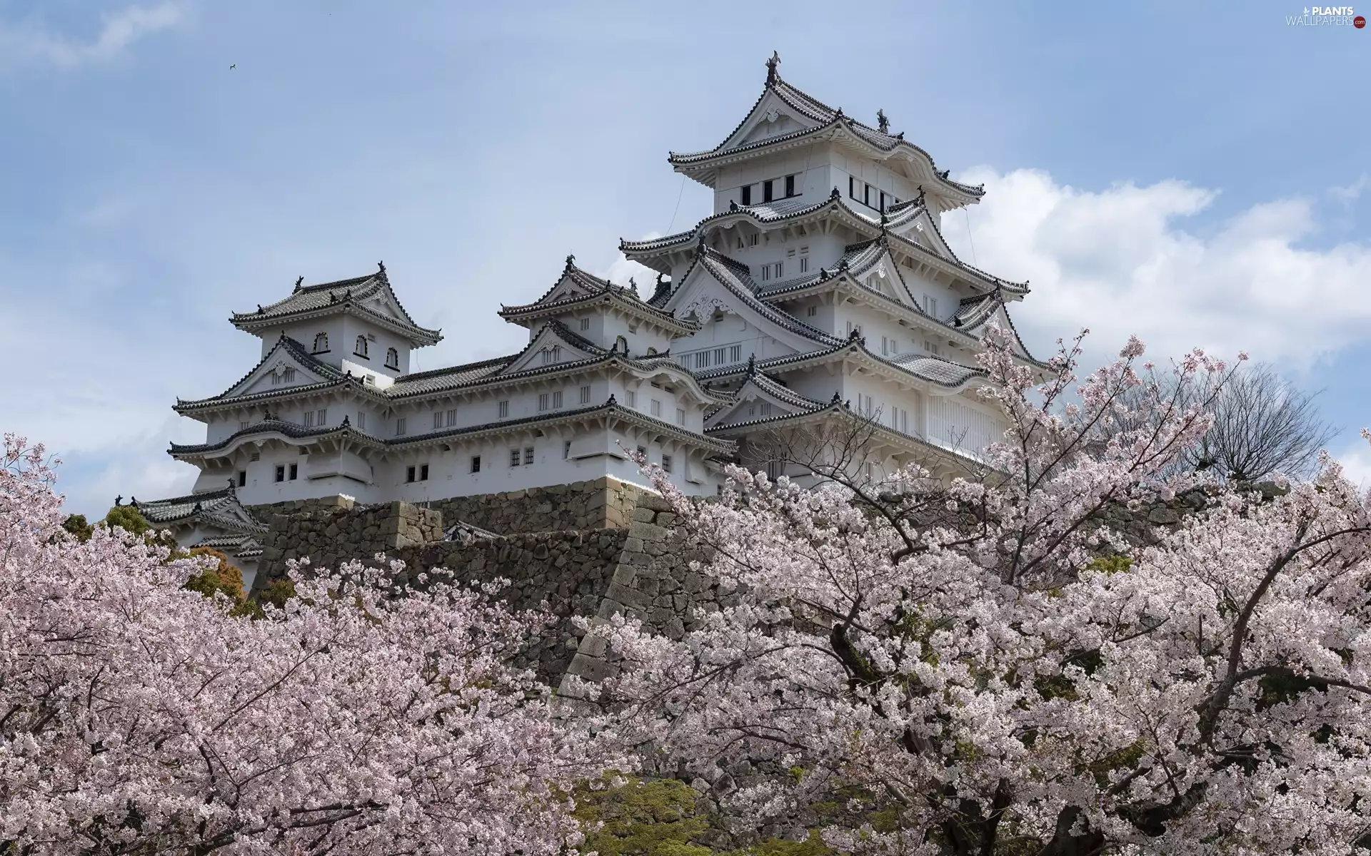 trees, White Heron Castle, Himeji Village, flourishing, Himeji Castle, viewes, Japan