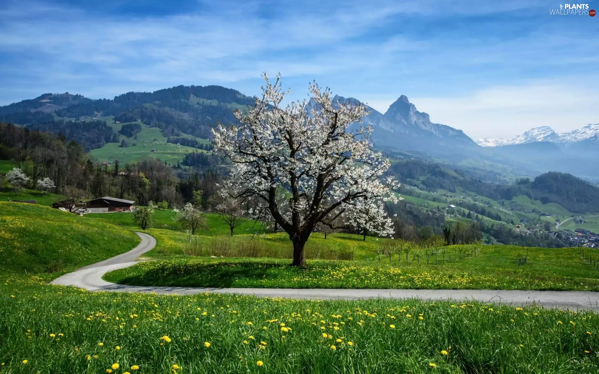 Valley, Meadow, Houses, Way, trees, Mountains, Spring, flourishing