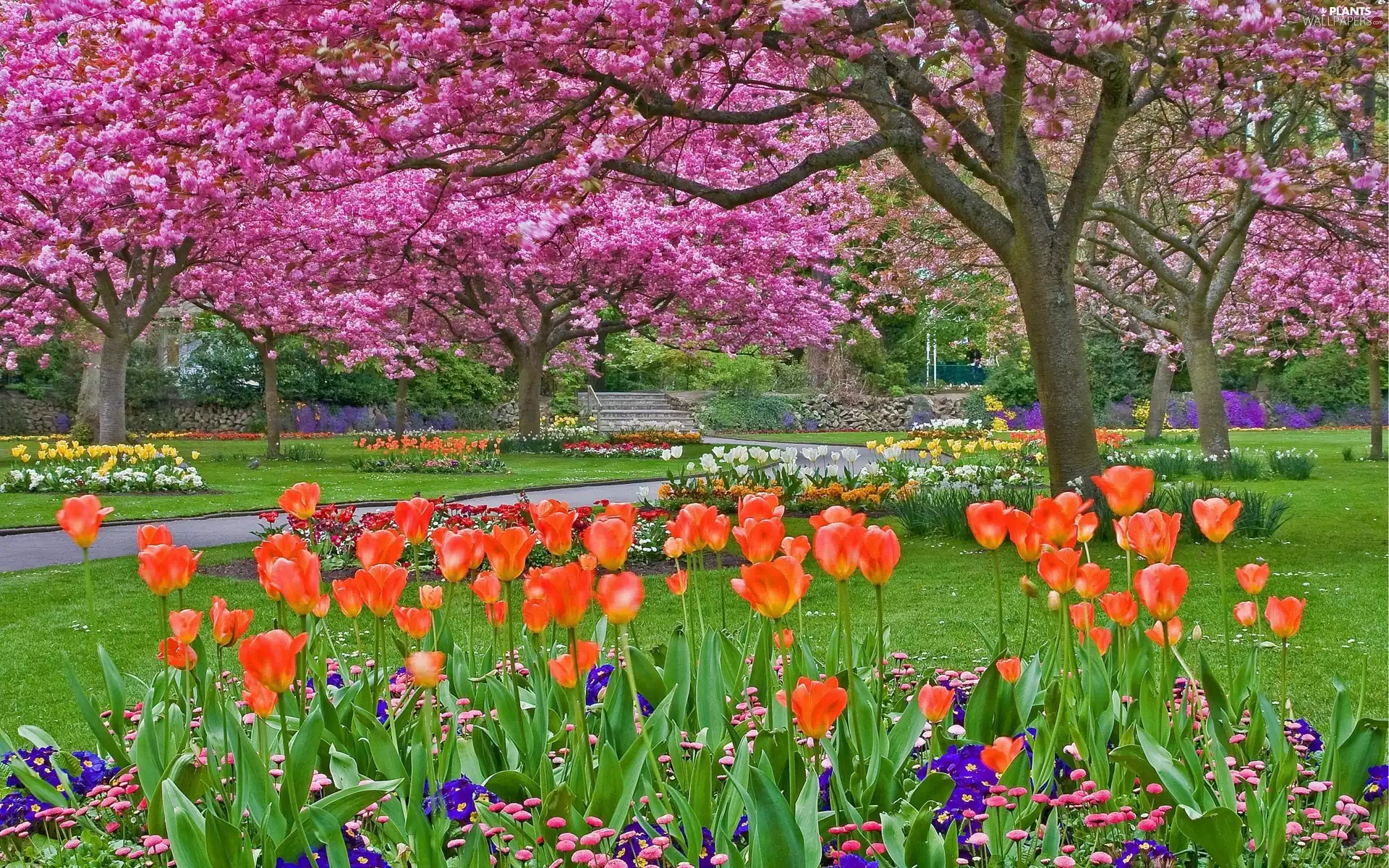 flourishing, trees, Spring, viewes, Tulips, Alleys, Park, Flower-beds