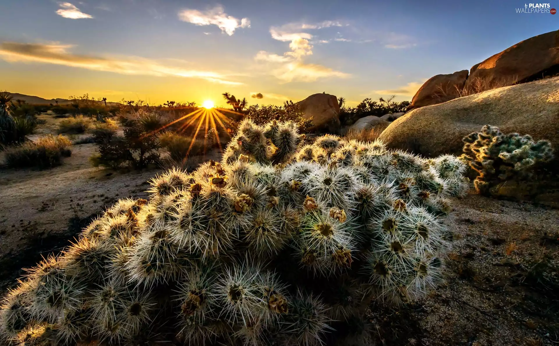 Joshua Trees, Park, flourishing, Cactus, California, national