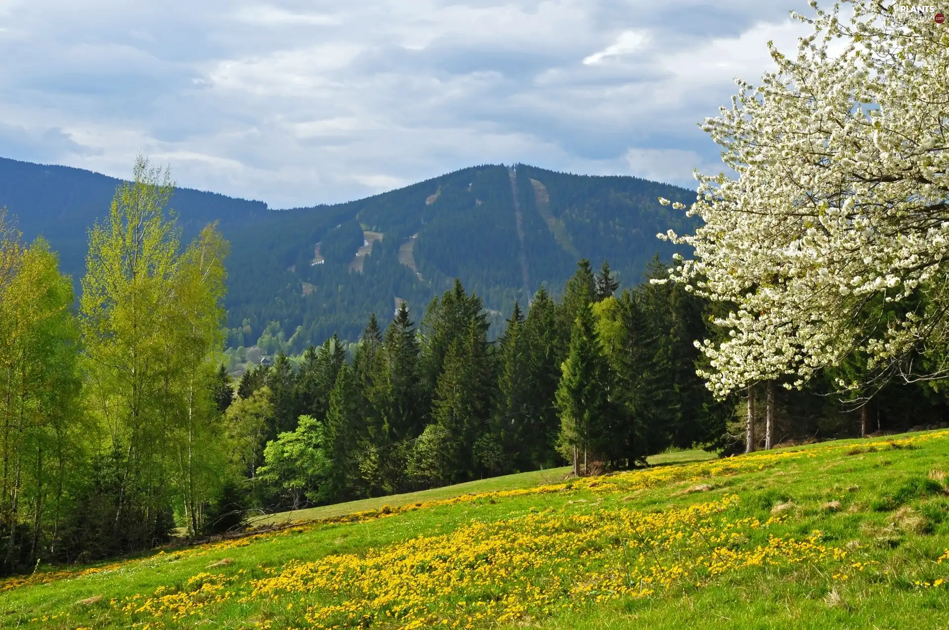 Flowers, woods, trees, Meadow, Mountains, flourishing, Spring