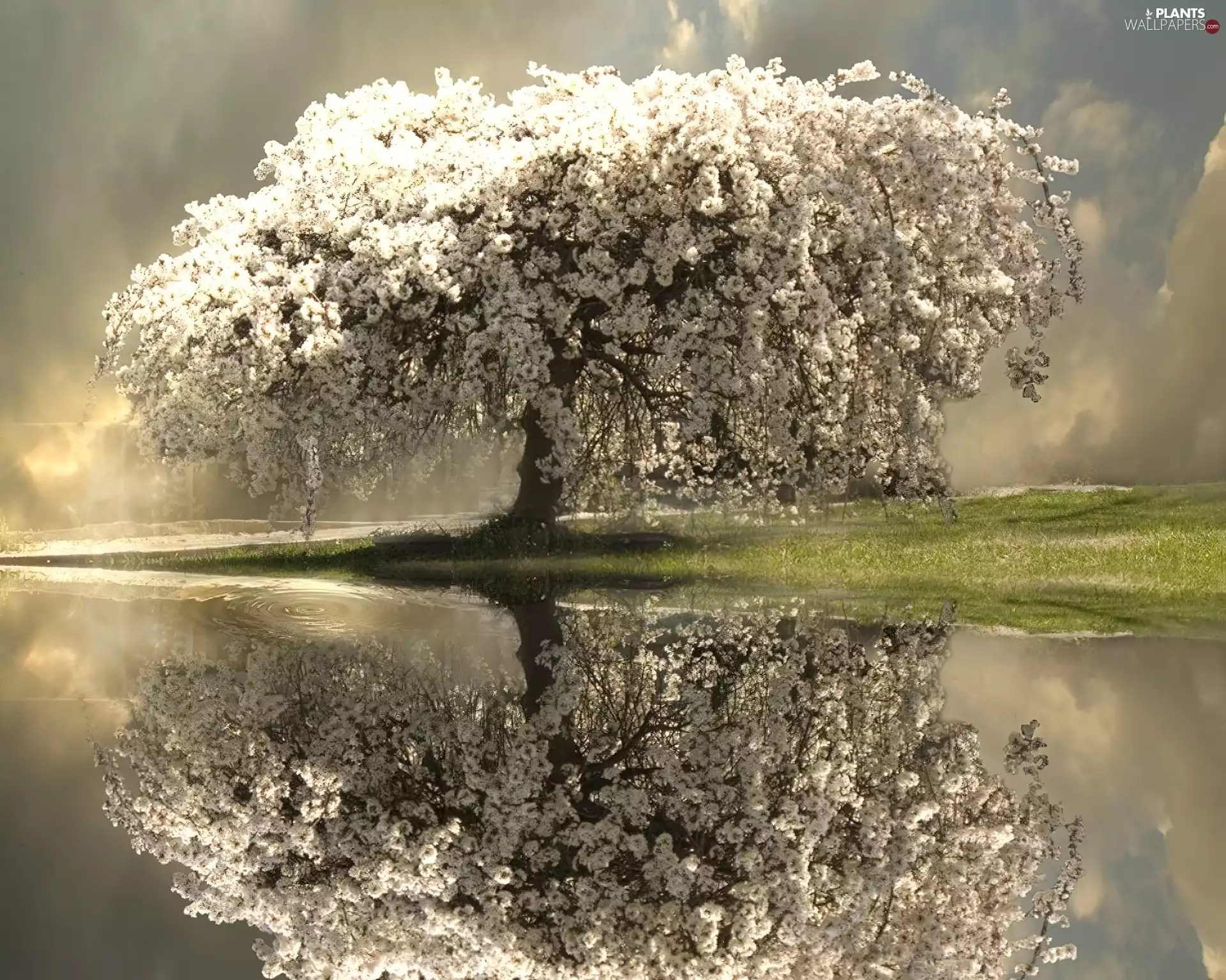 Spring, trees, reflection, flourishing