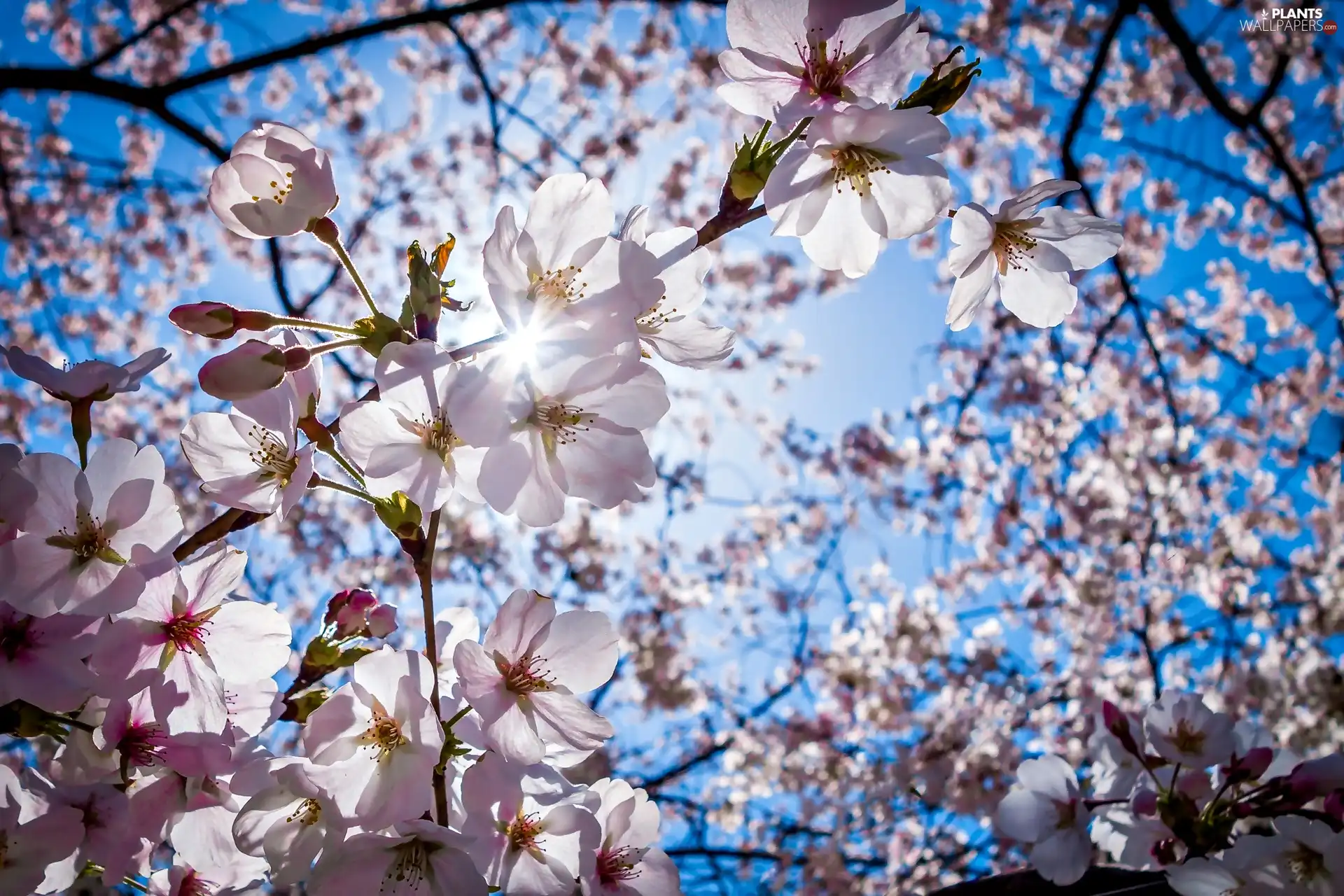 light breaking through sky, Spring, flourishing, Fruit Tree, cherry