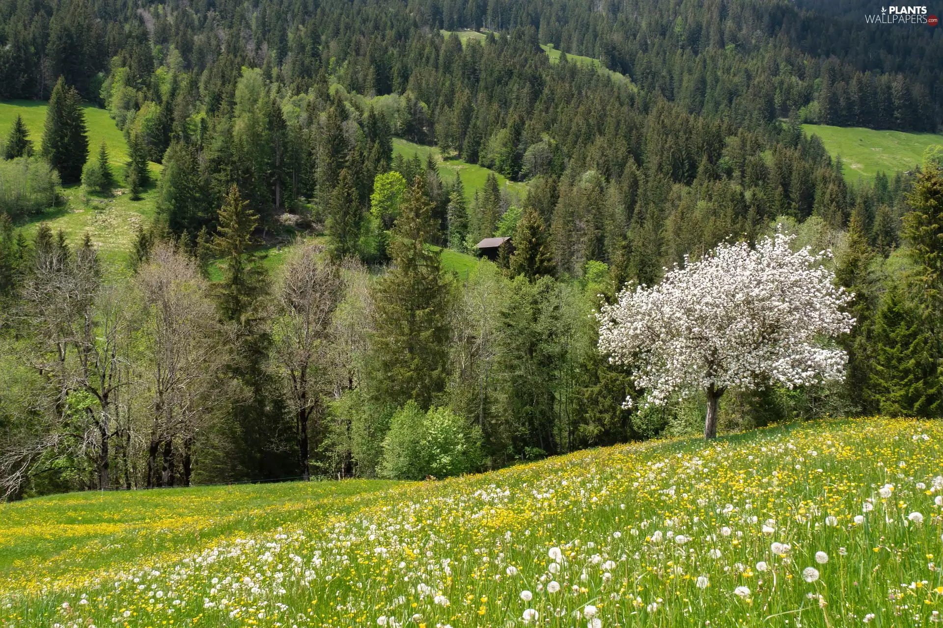 trees, Meadow, trees, flourishing, Spring, Hill, viewes