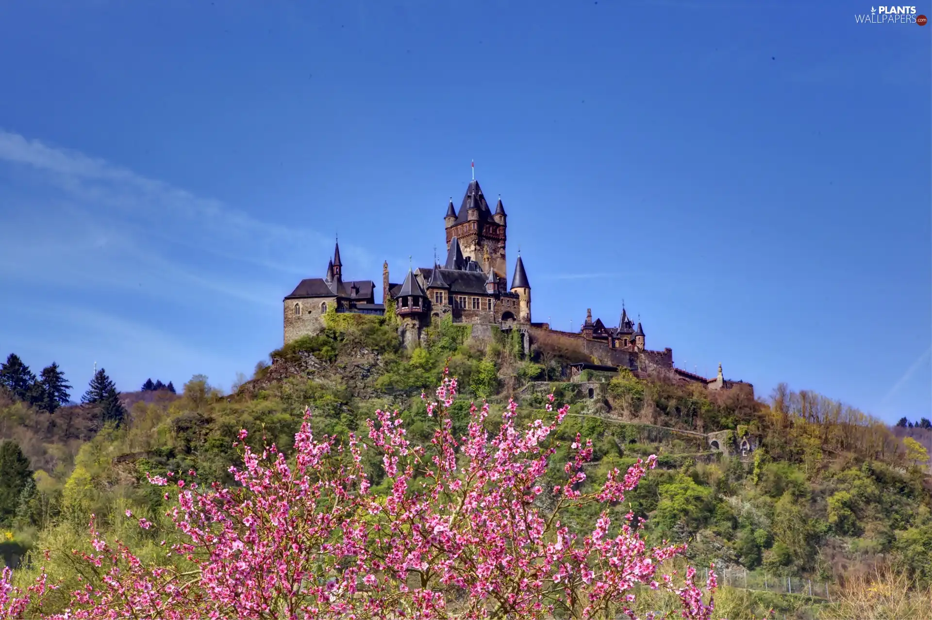 Hill, Castle, flourishing, trees, Spring, Reichsburg