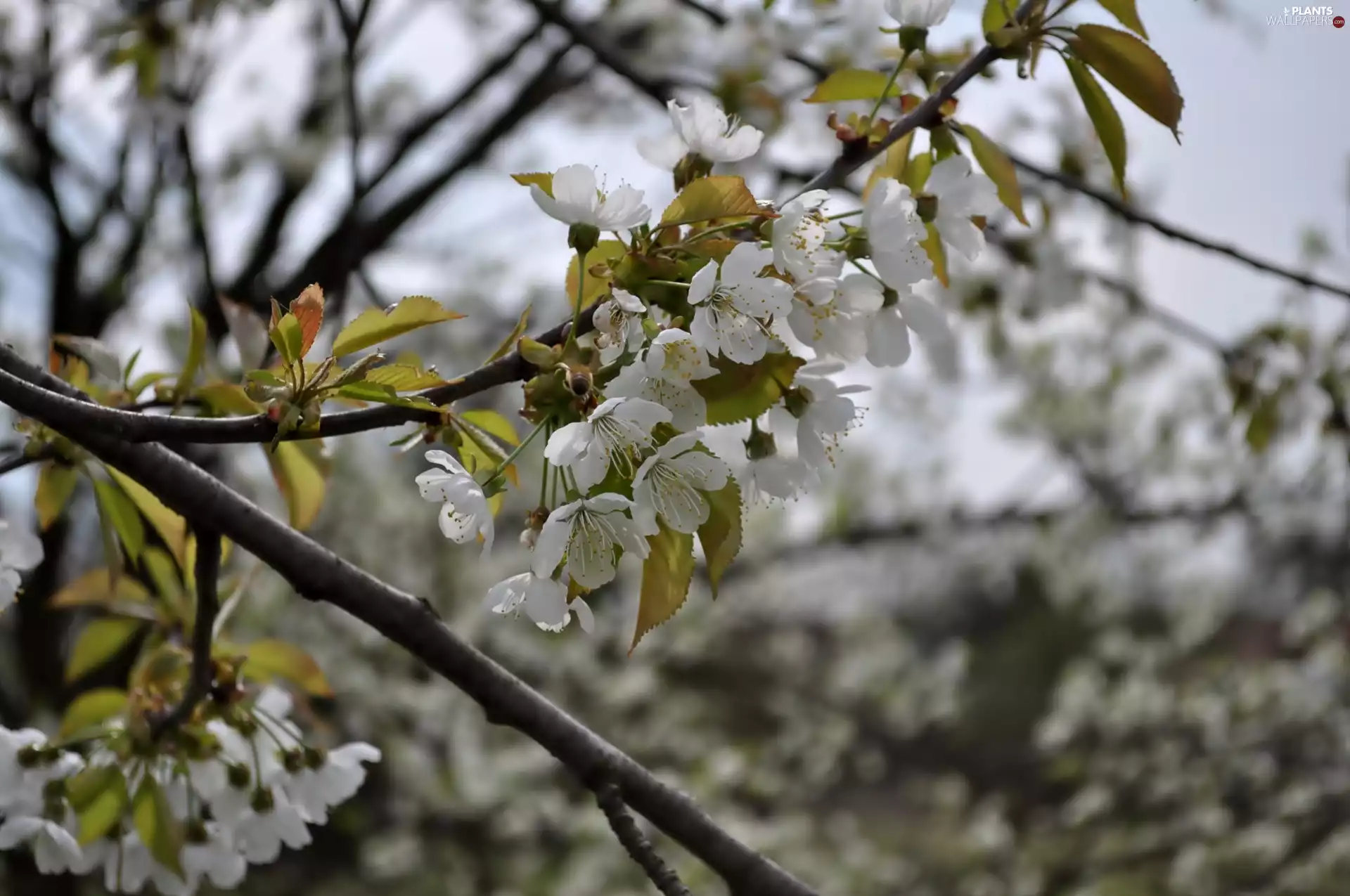 Twigs, trees, fruit, flourishing
